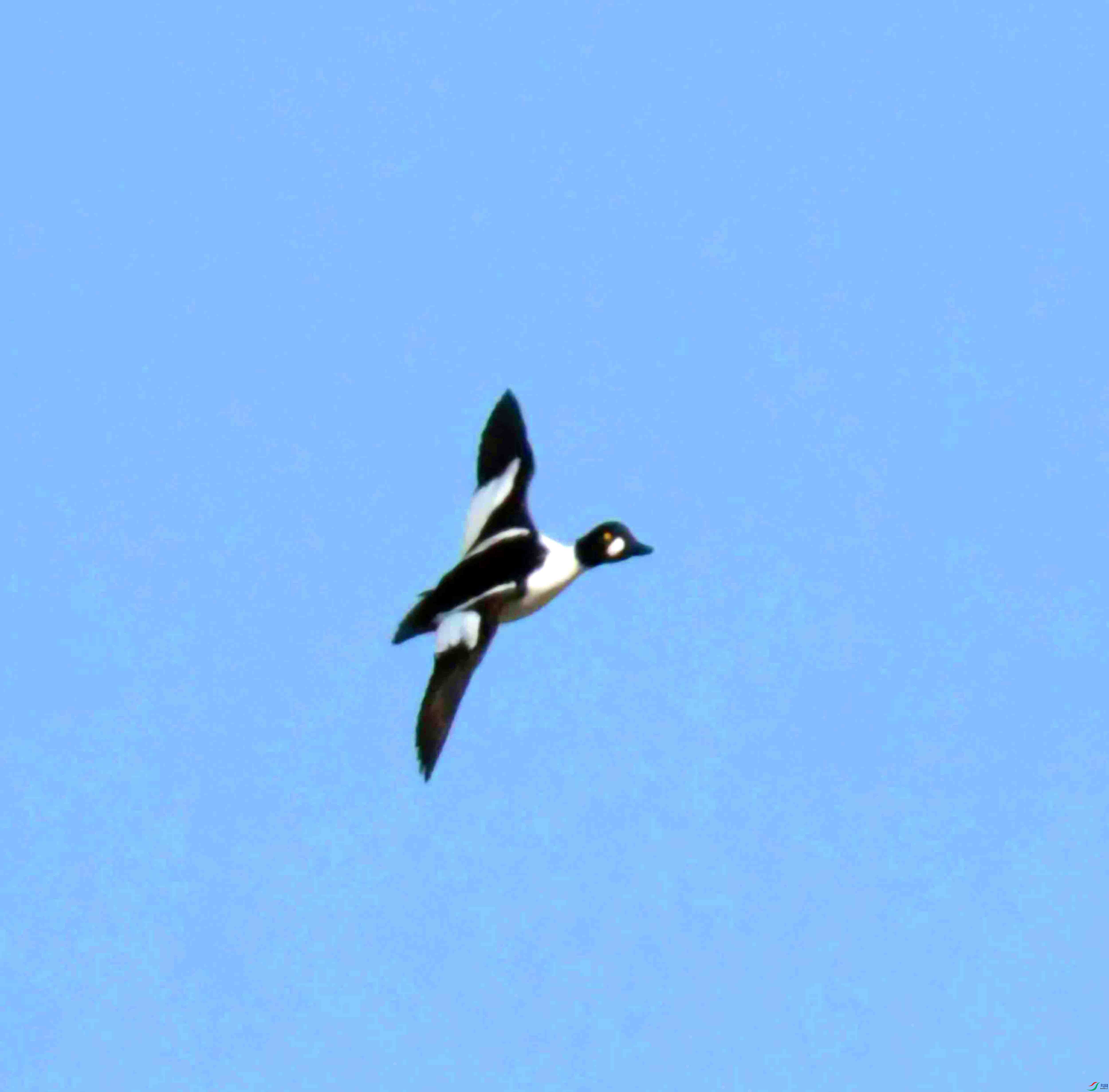 DSC_6644.JPG