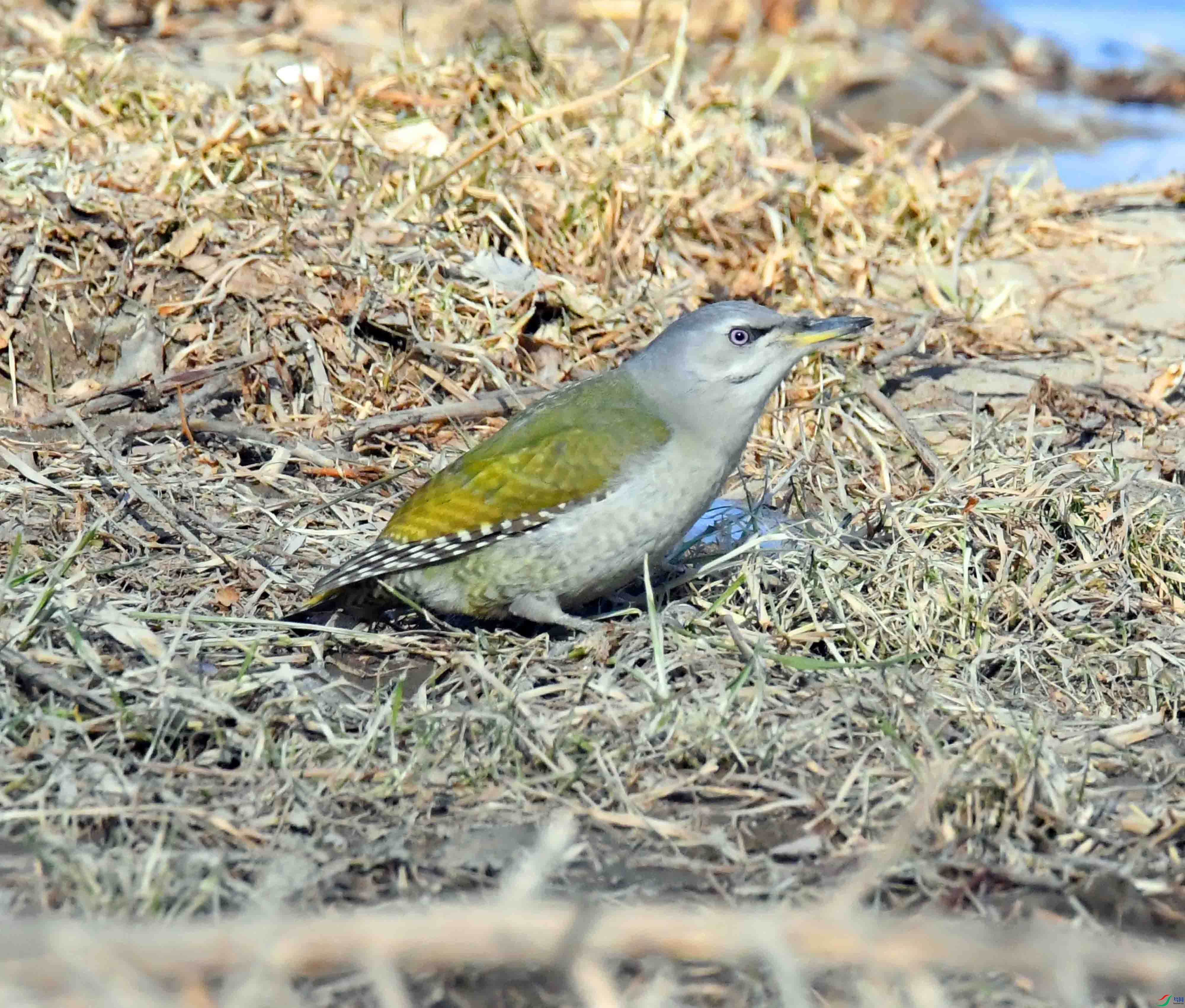 DSC_1584.JPG