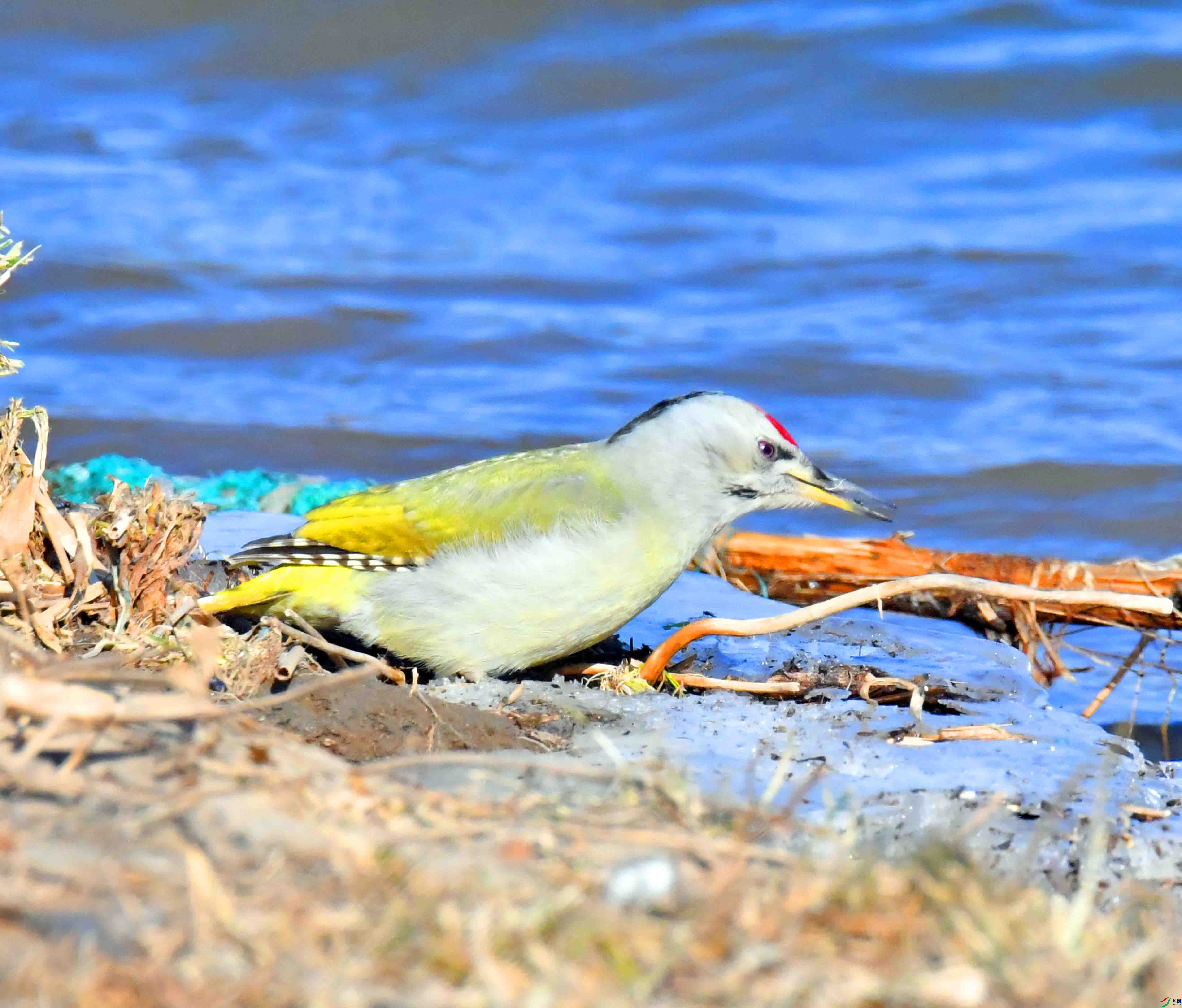 DSC_1693.JPG