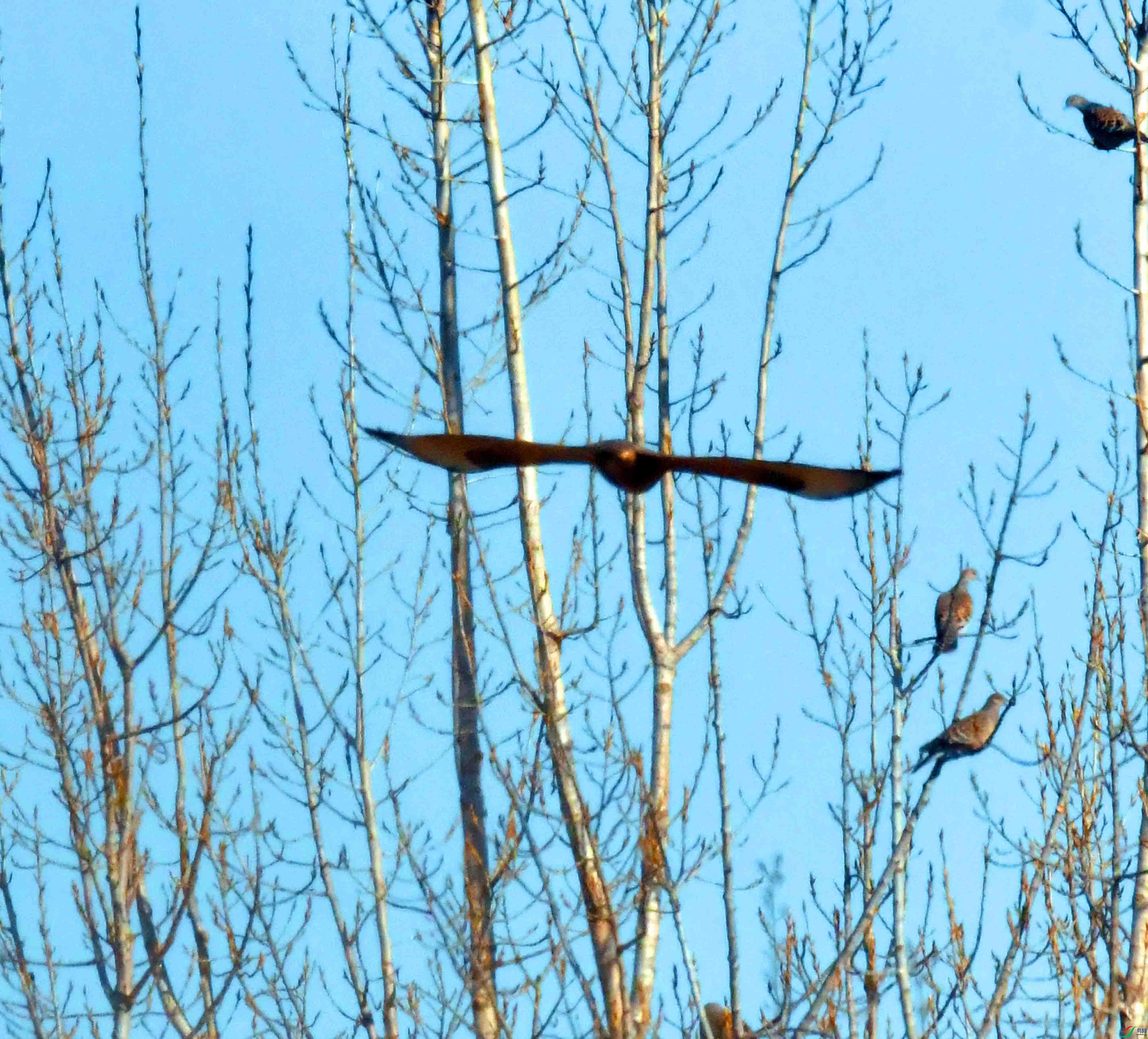 DSC_4947.JPG