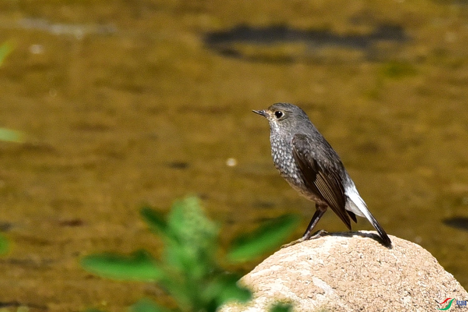 DSC_7660.JPG