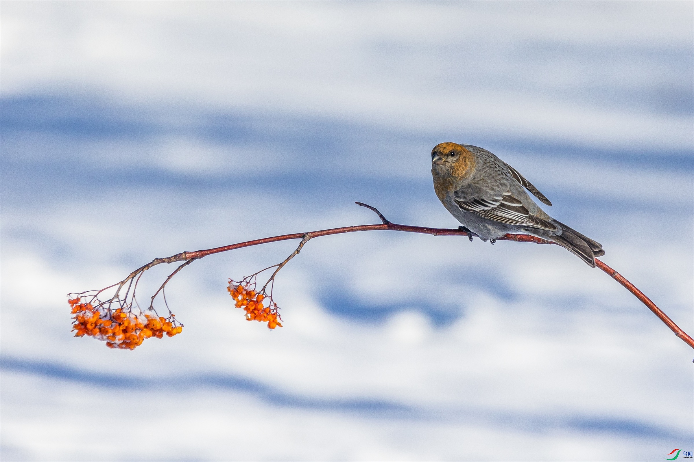 1K3A9660 ����1.jpg