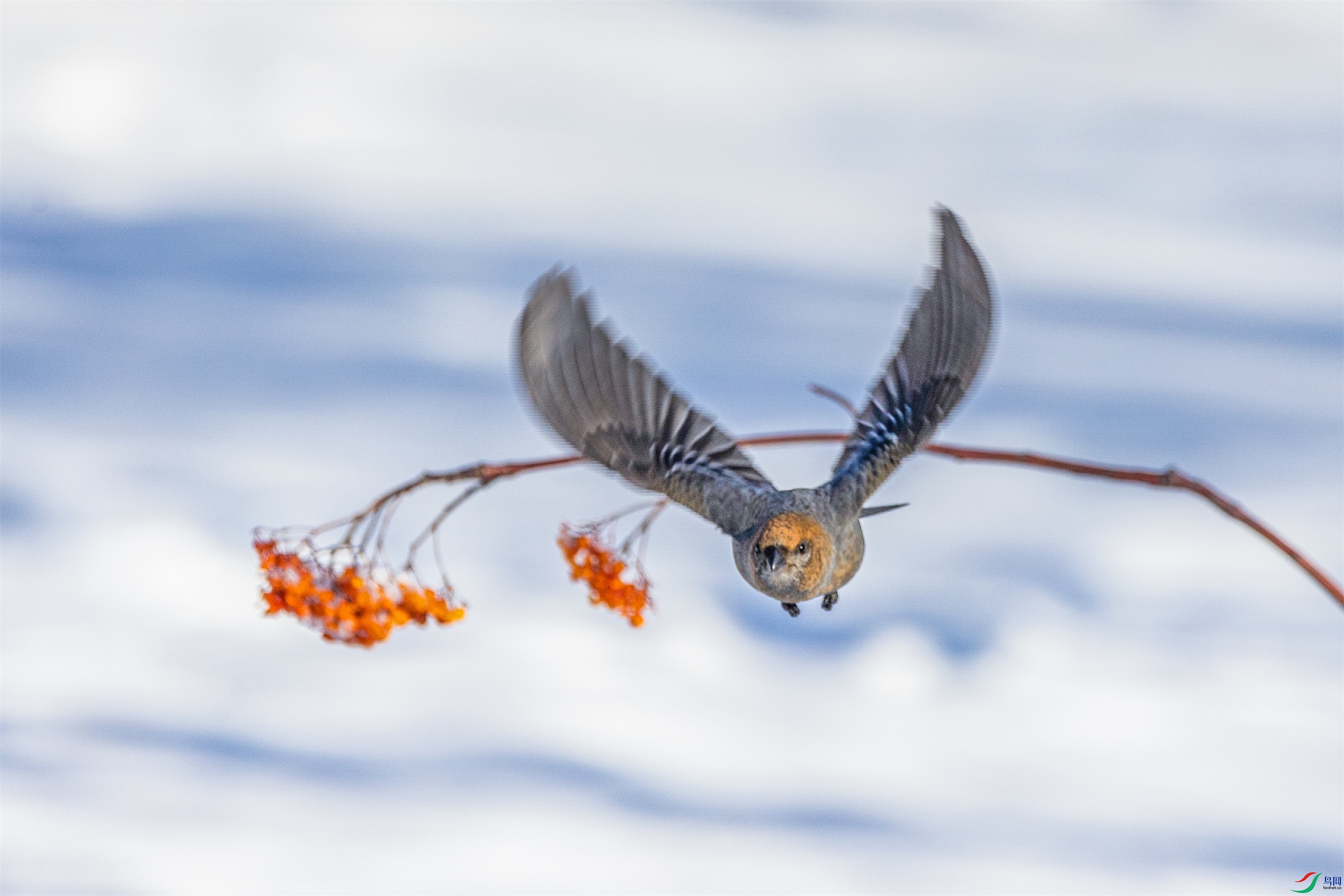 1K3A9661 ����1.jpg