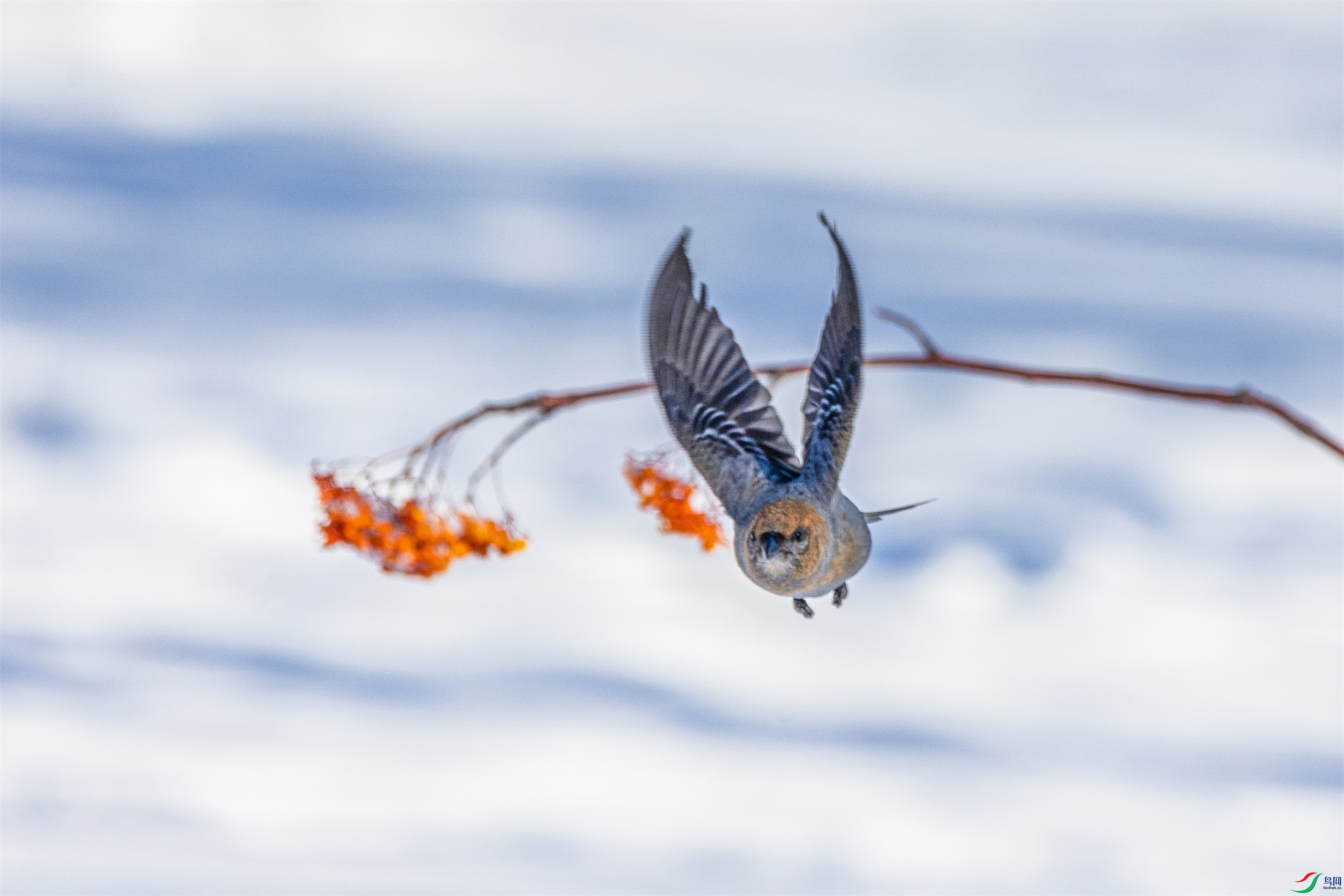 1K3A9662 ����1.jpg