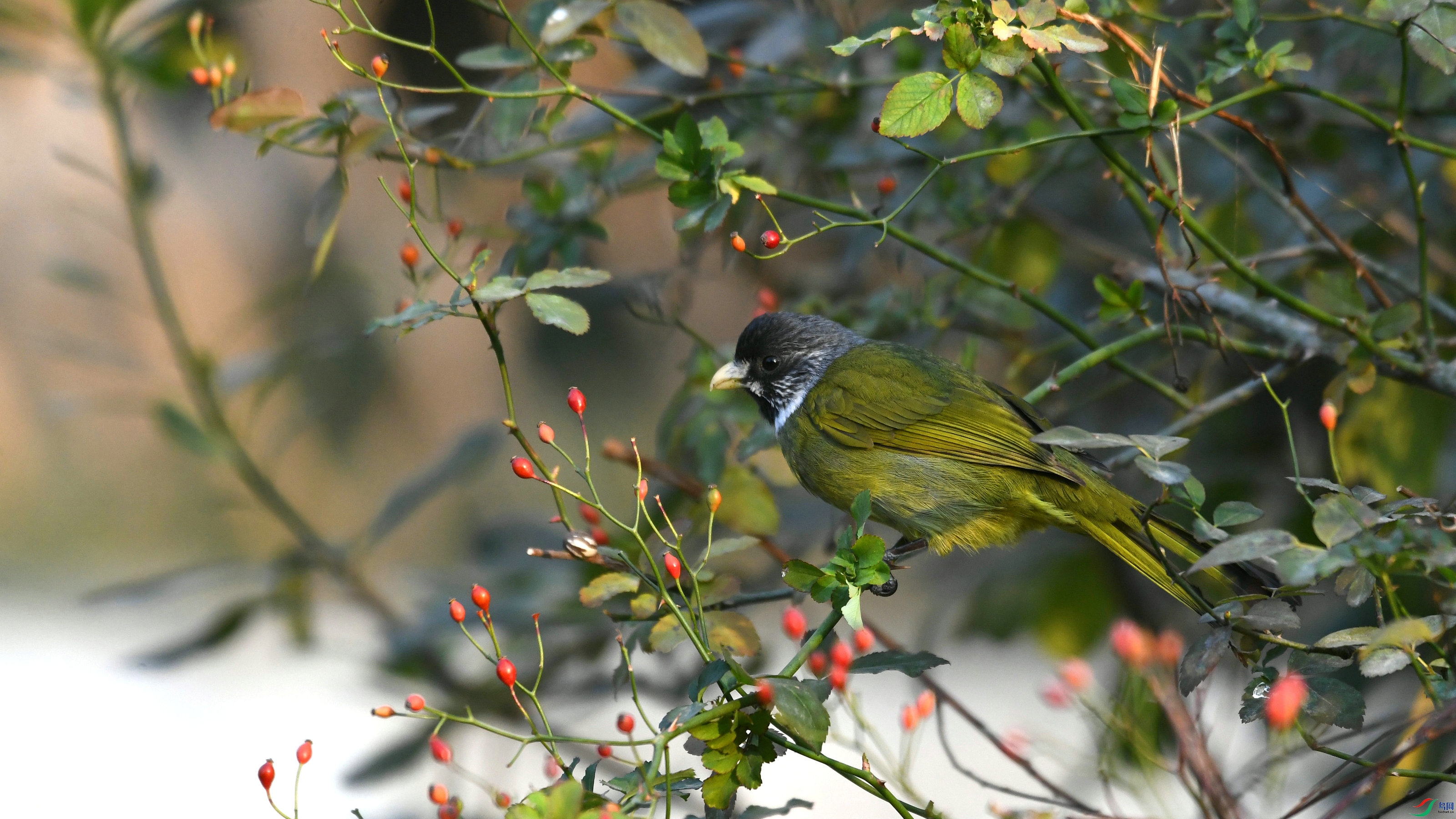 DSC_6049.JPG