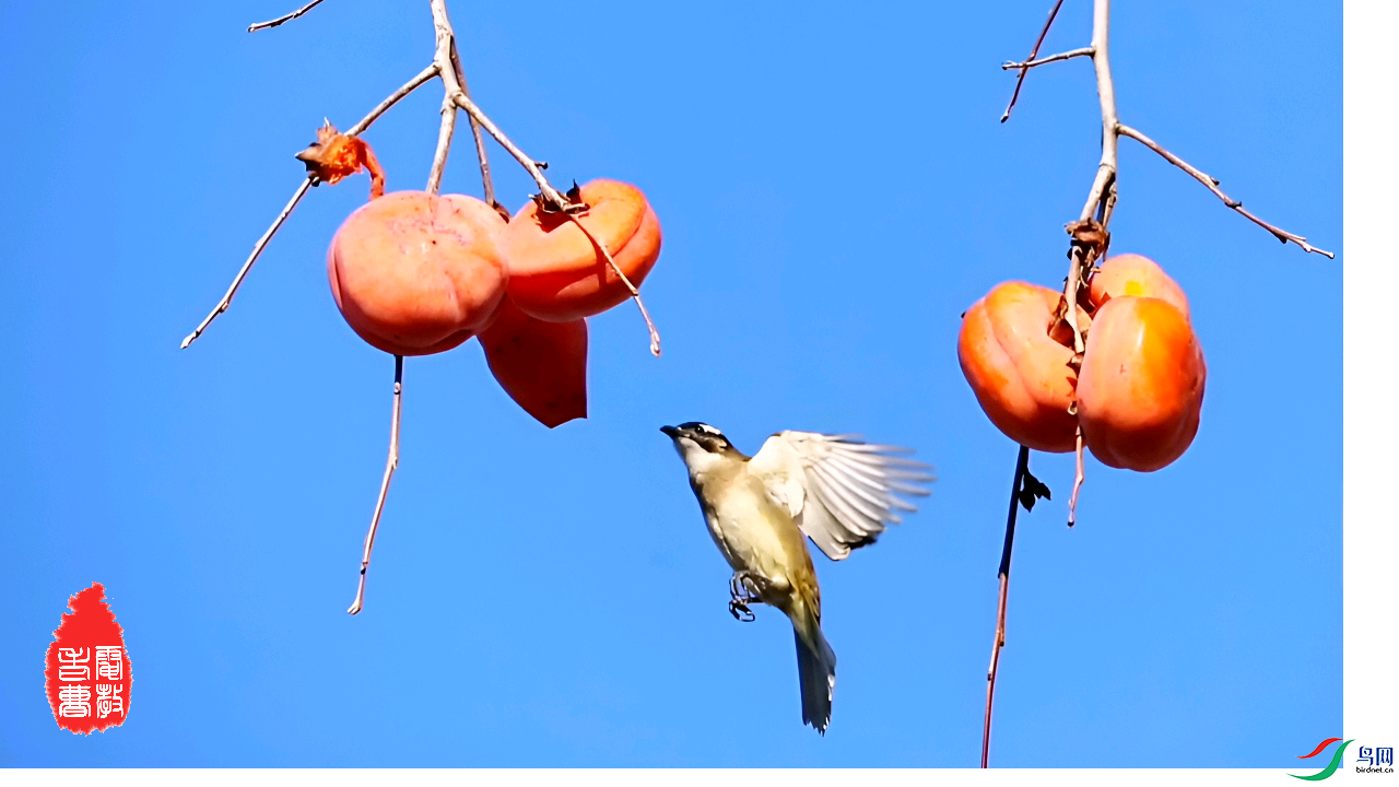 IMG_20250301_074319.png