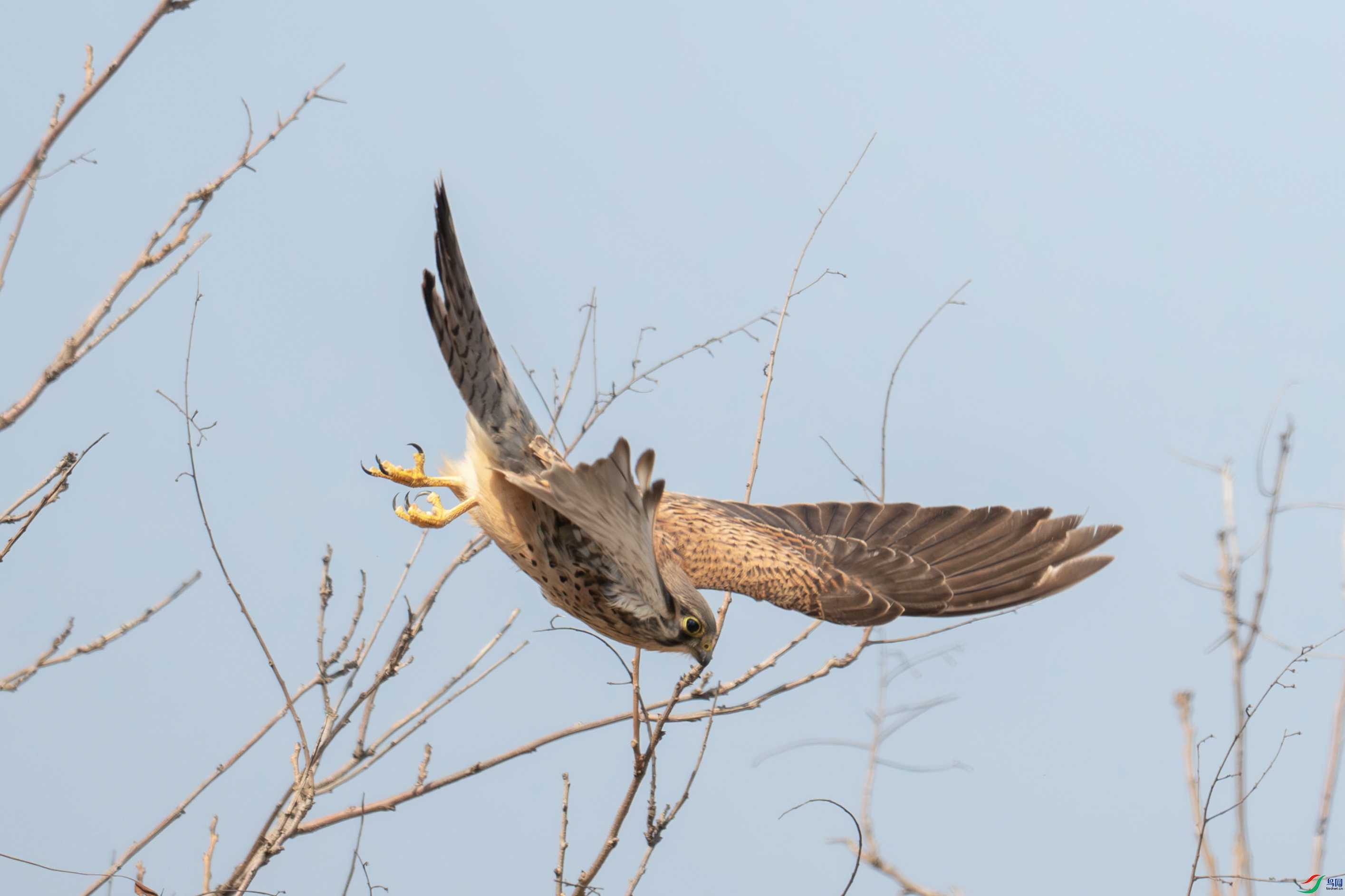 DSC_6065.jpg
