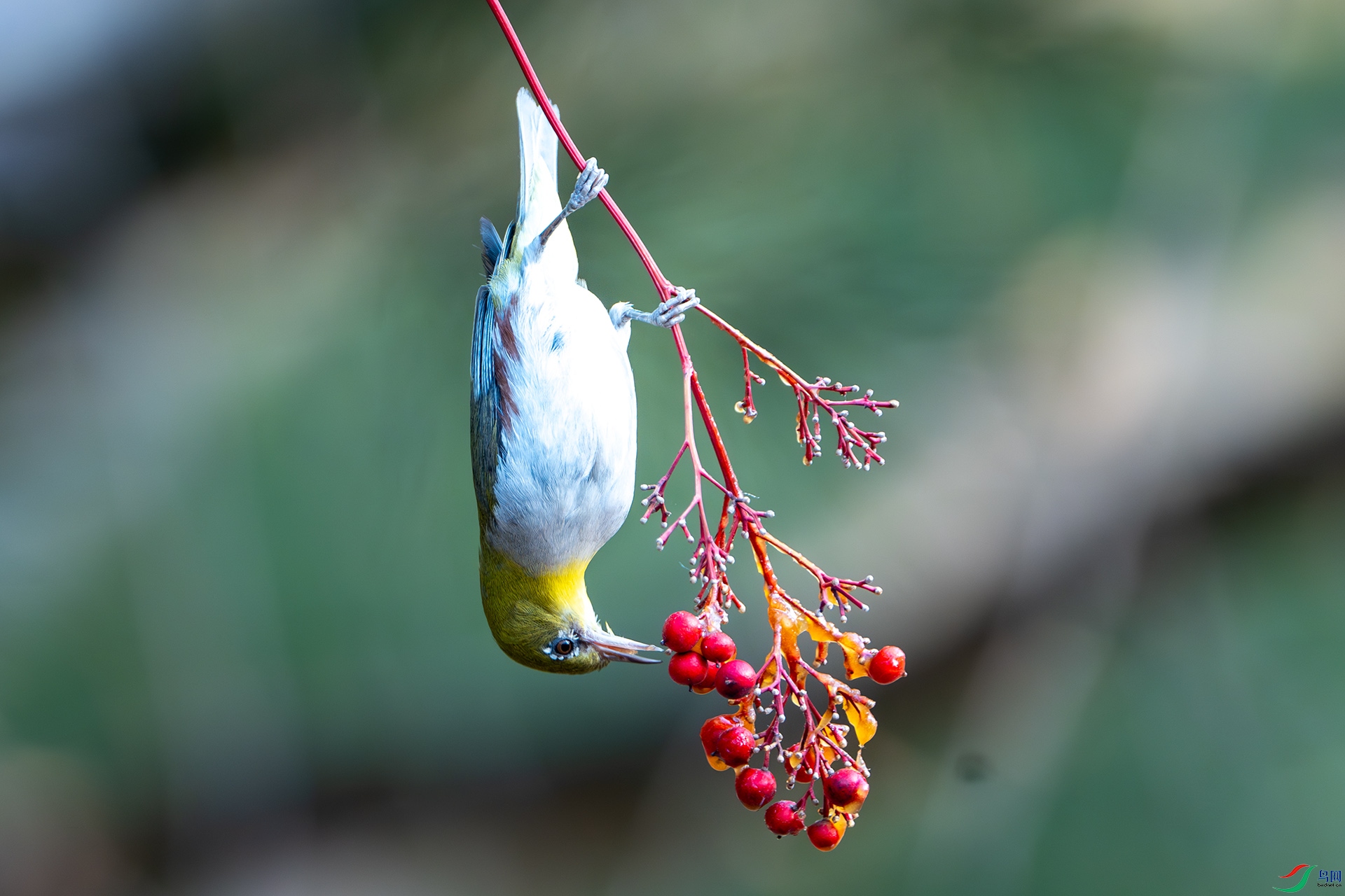 DSC01321-����ǿ-NR ����.jpg