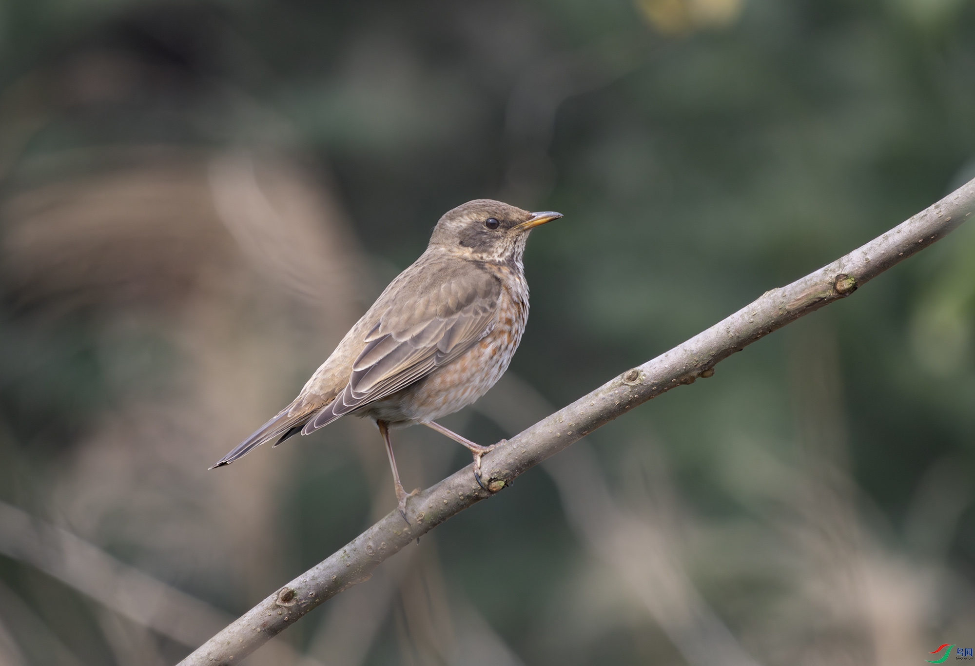 2I1A8093-����ǿ-NR ����.jpg