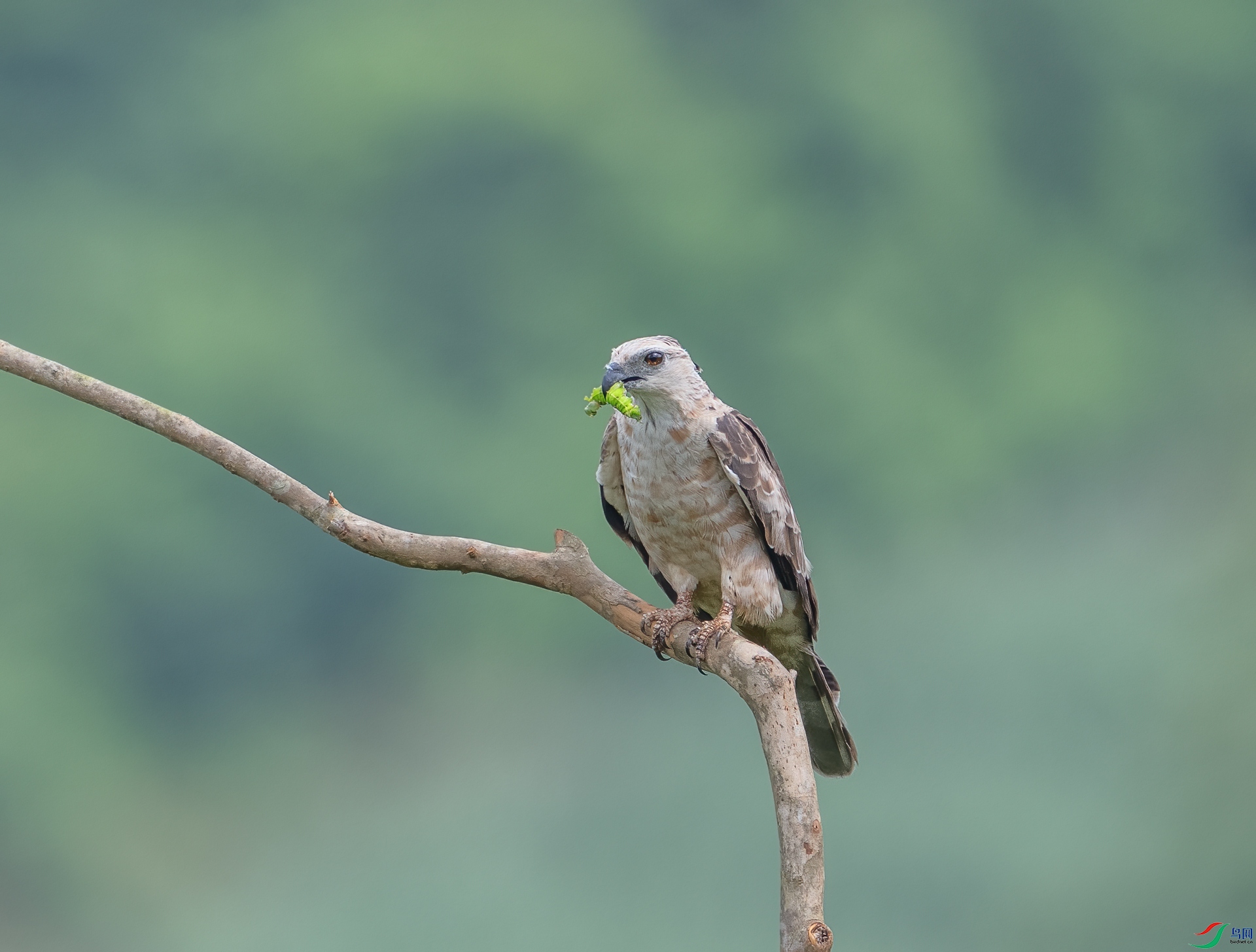 DSC_2025-1.jpg