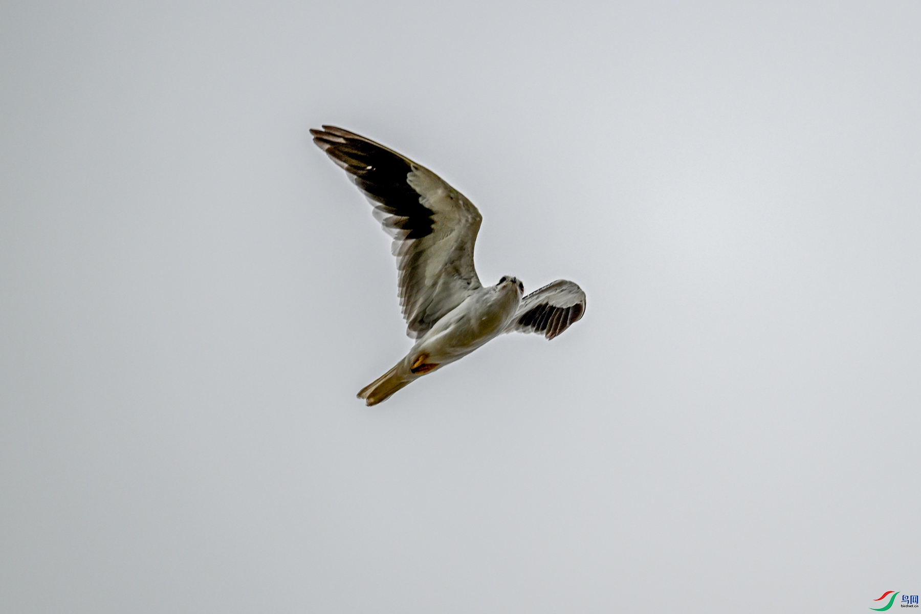 DSC_4953.JPG