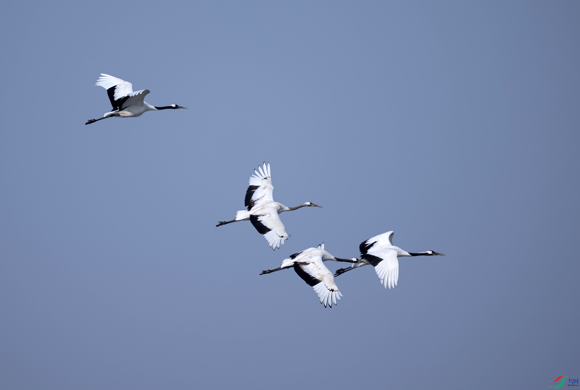 _DSC2502d.jpg