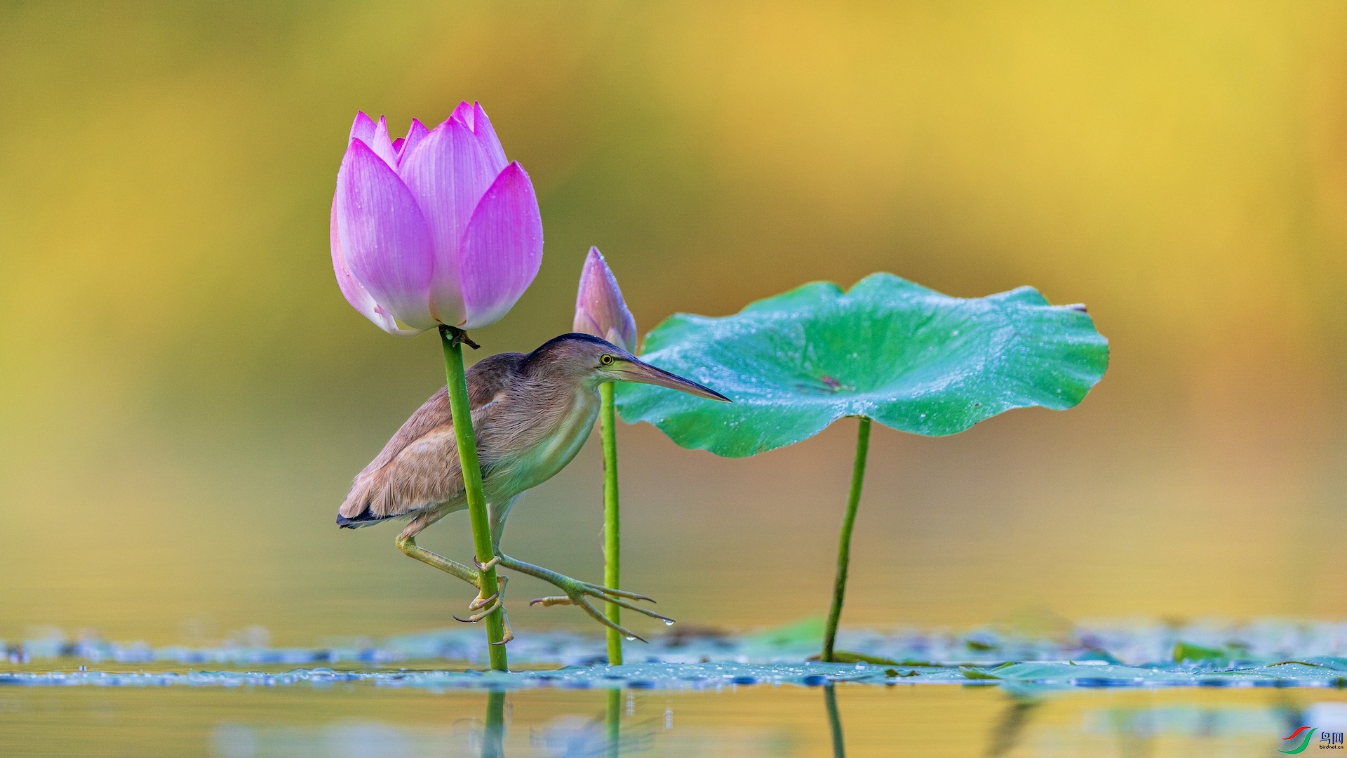 1_XXL8670 ����.jpeg