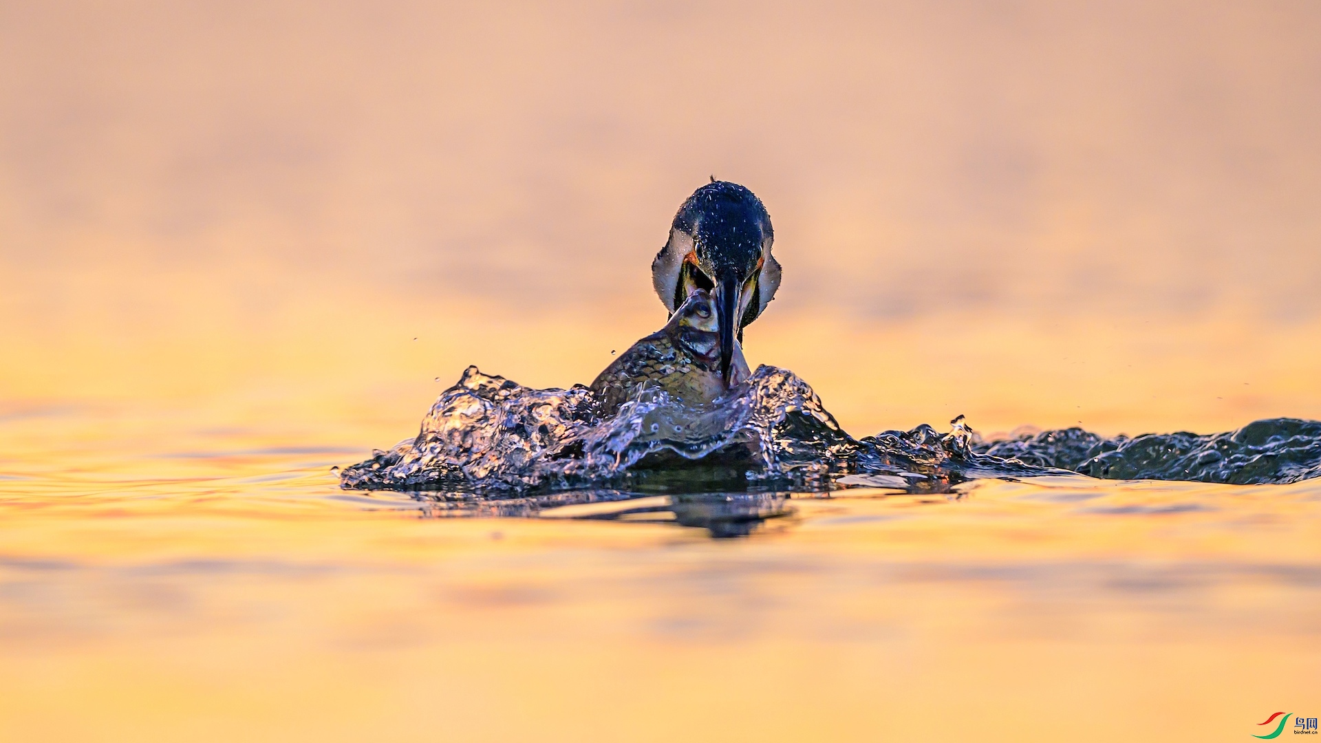 1_XXL9267 ����.jpeg