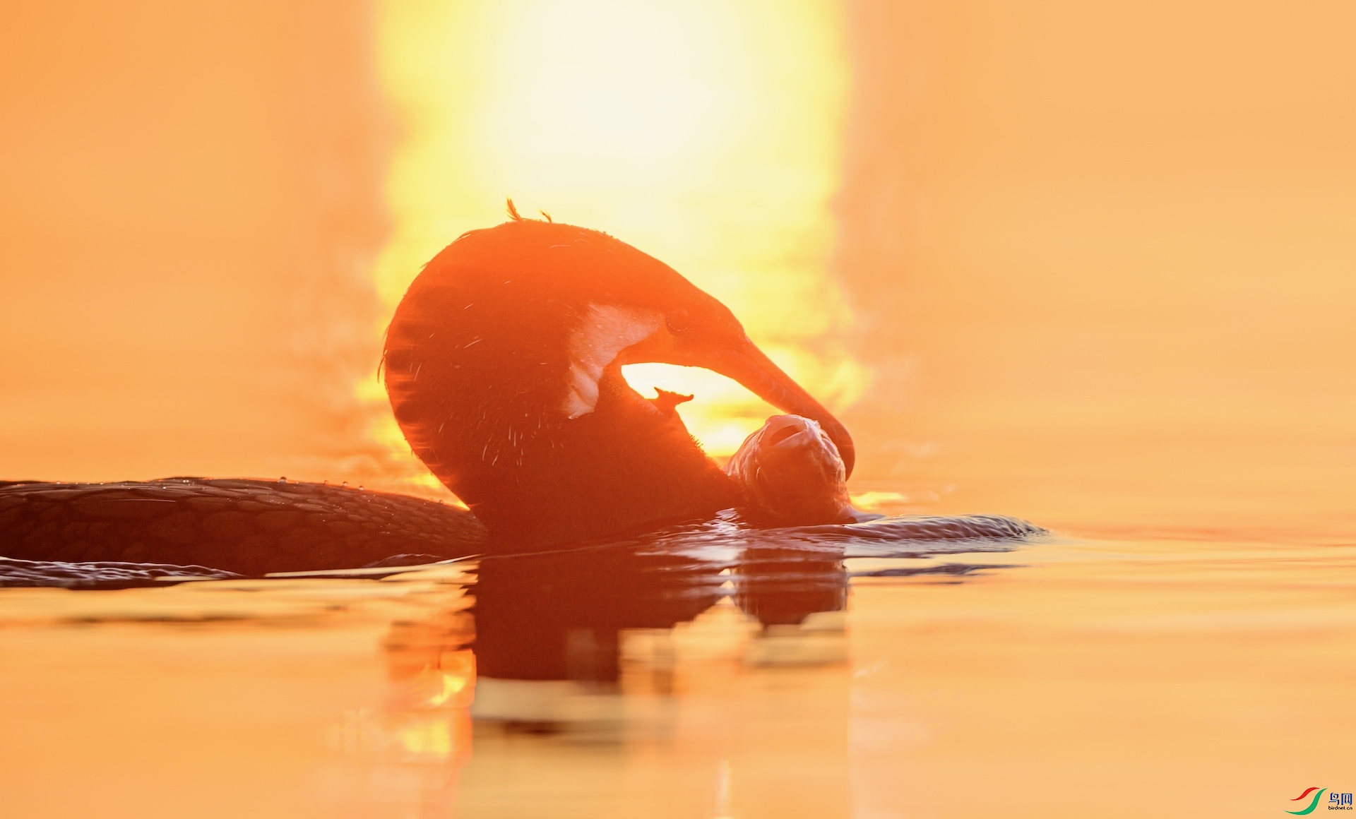 1_XXL9420 ����.jpeg