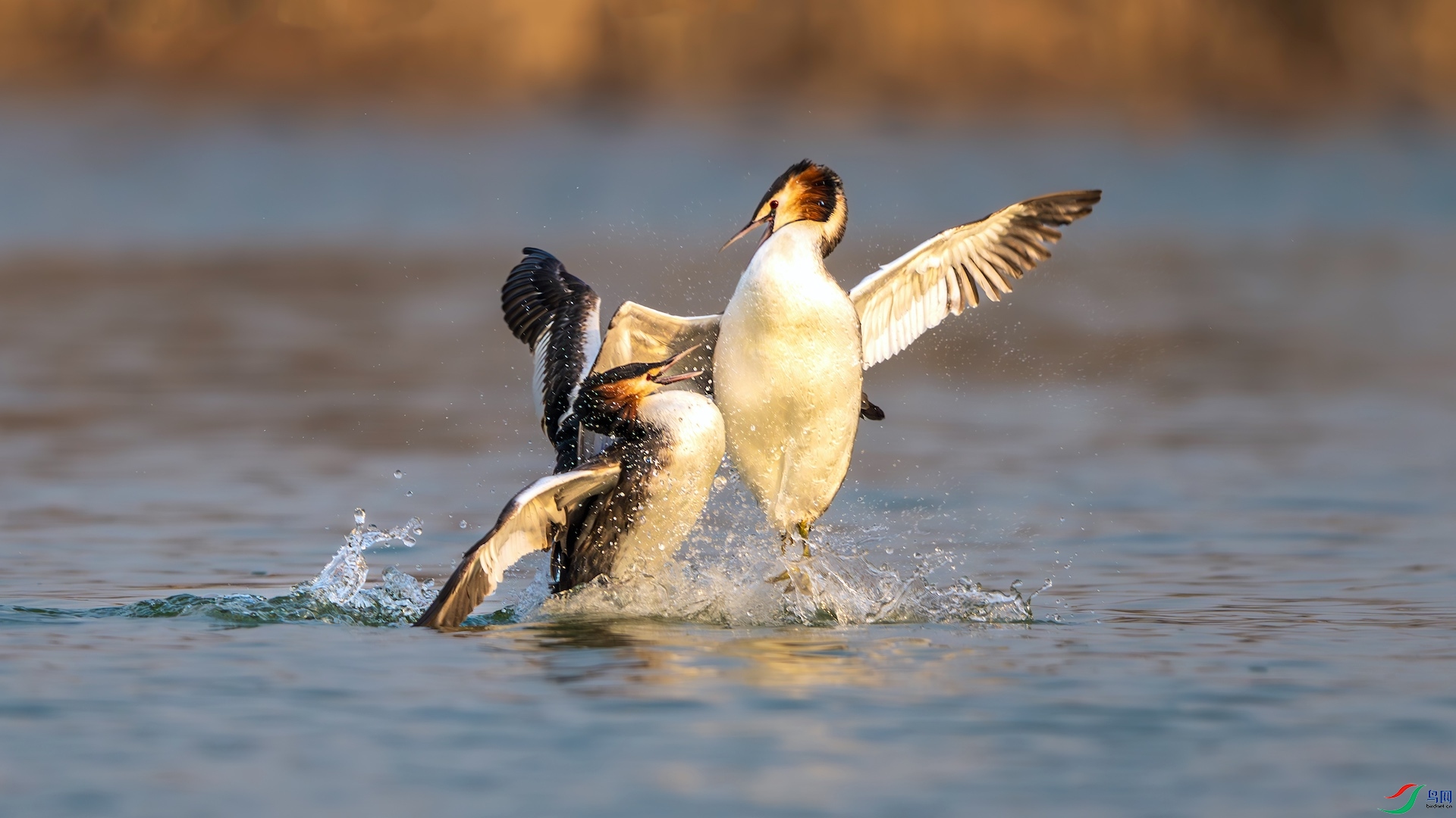 1_DSC2923-����ǿ-NR-1 2.jpeg