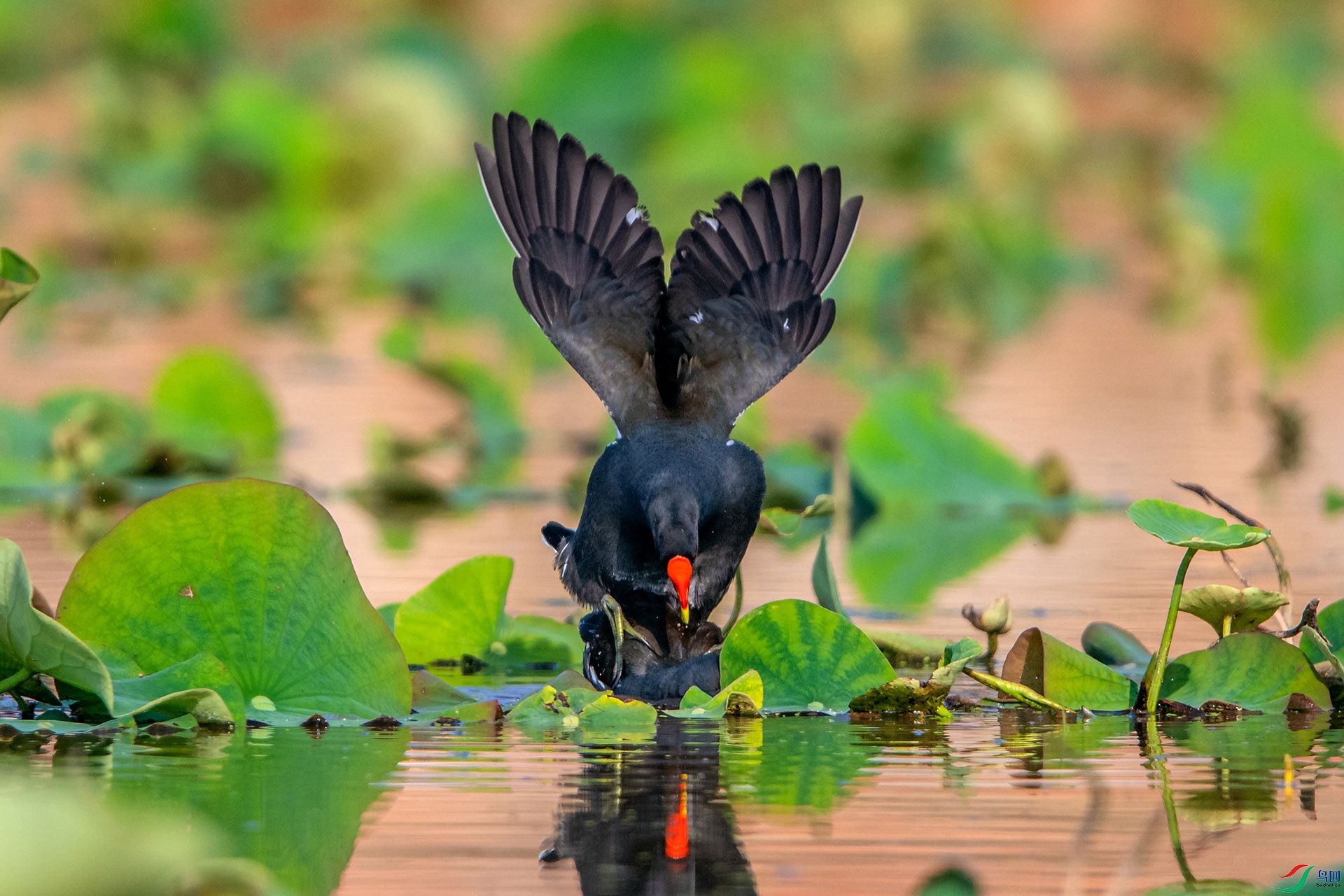 _AUU3519��ˮ��(24.5.7).jpg