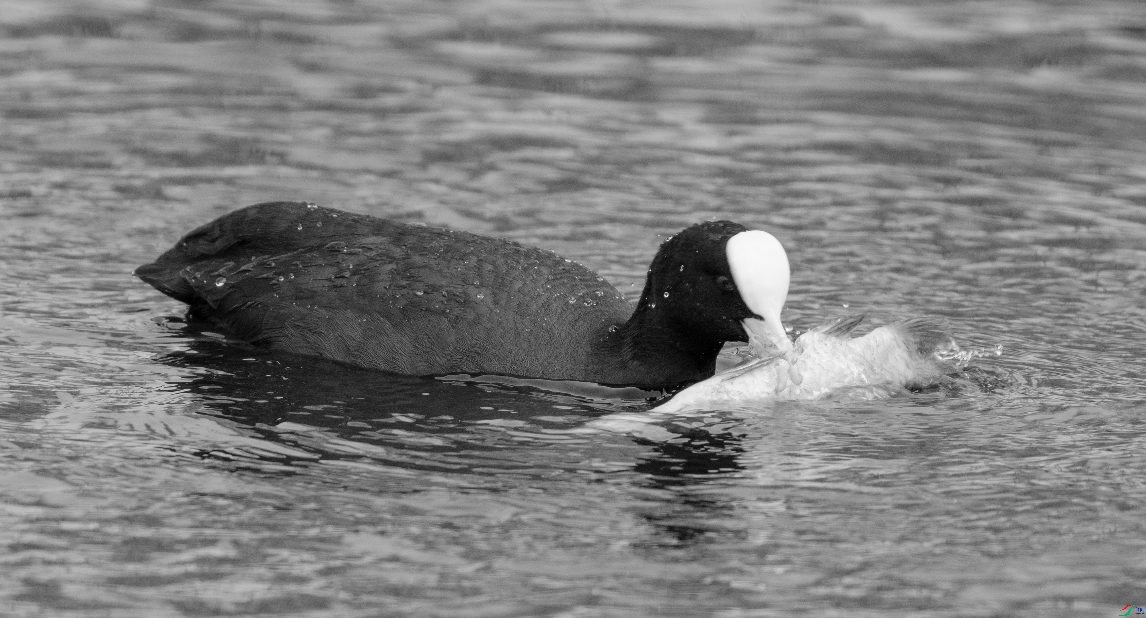 DSC07312 ����.jpg