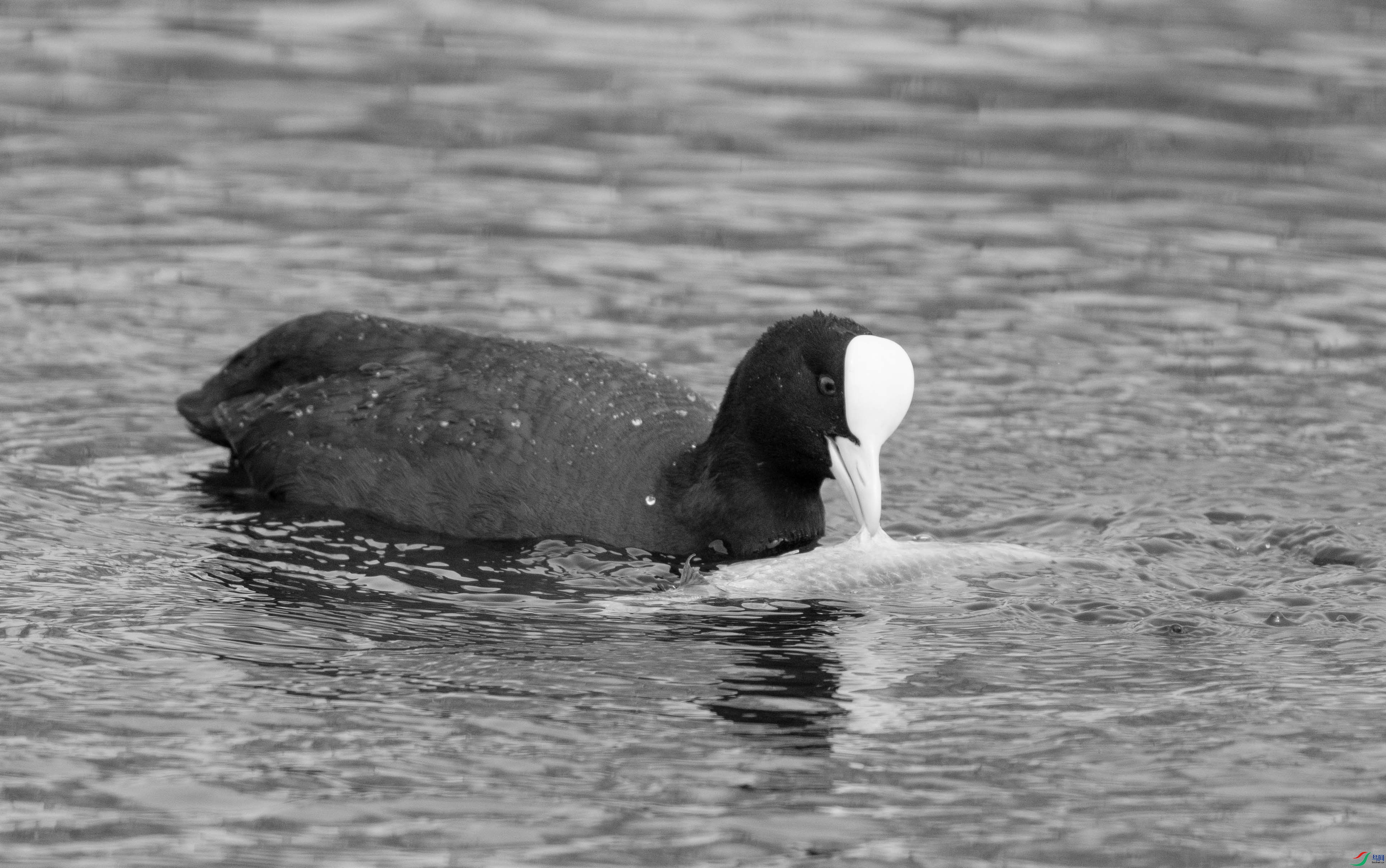 DSC07315 ����.jpg