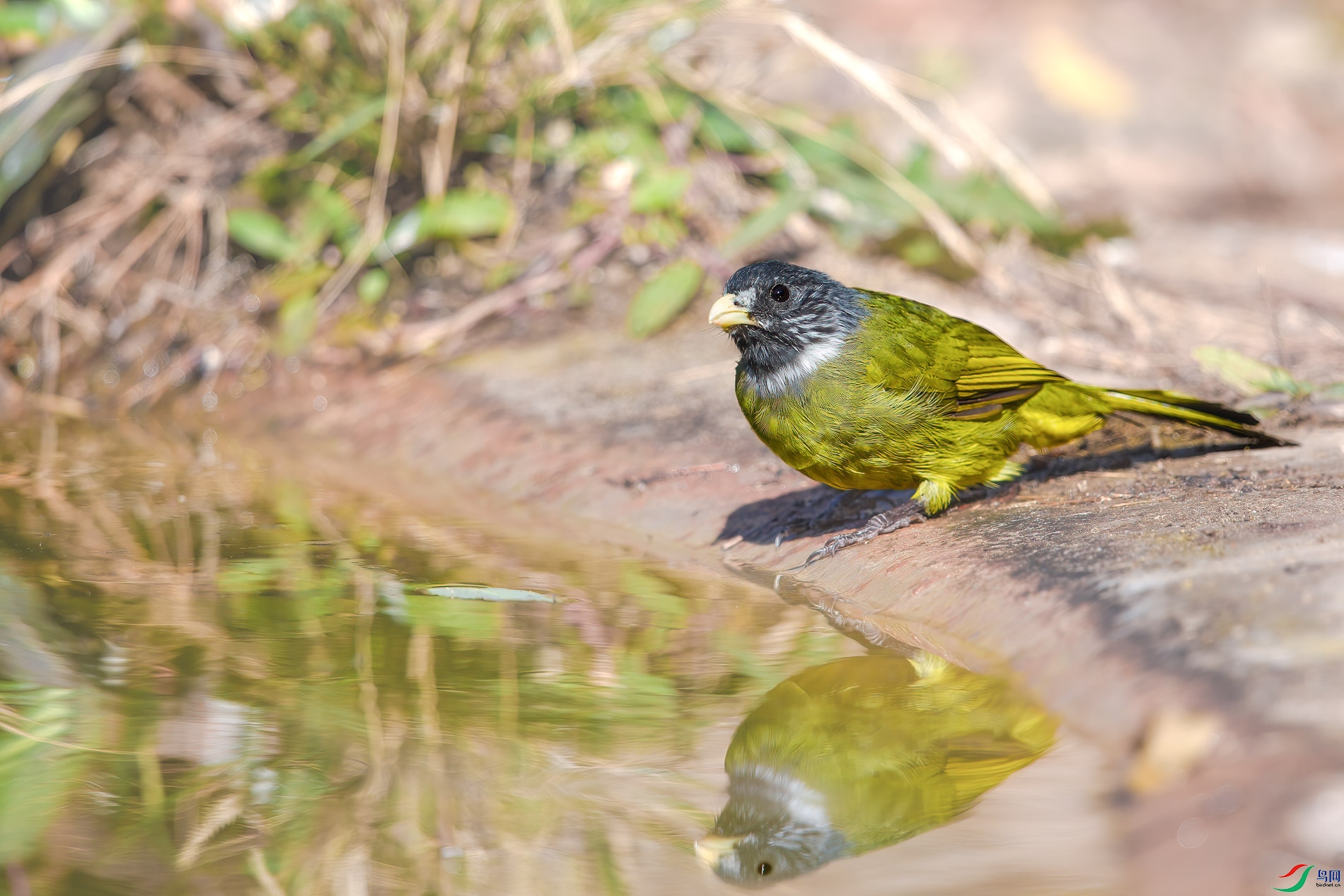 AQ4P1491-1.jpg