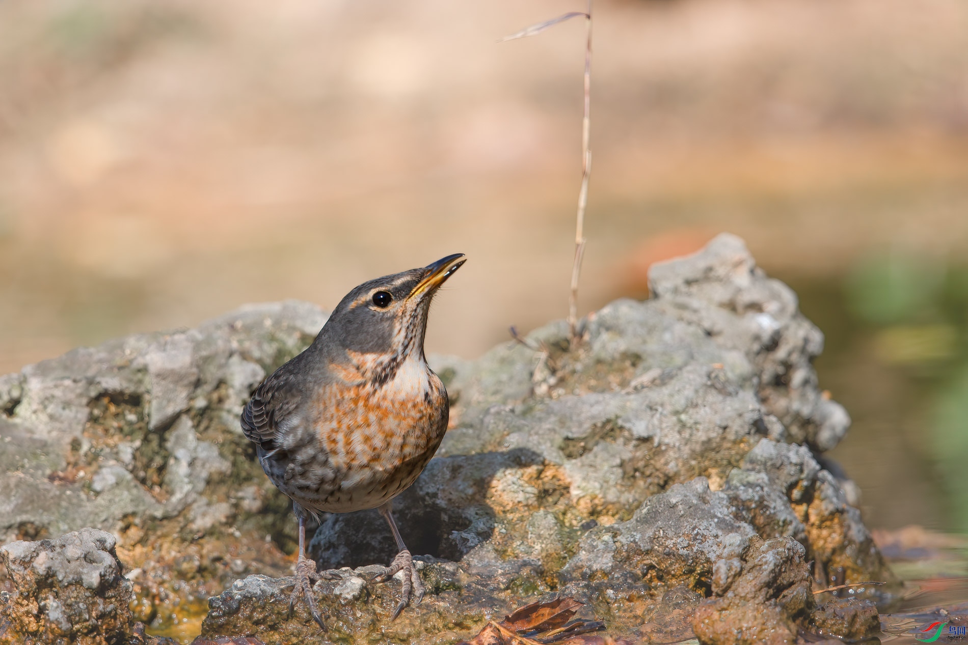 AQ4P1520-1.jpg