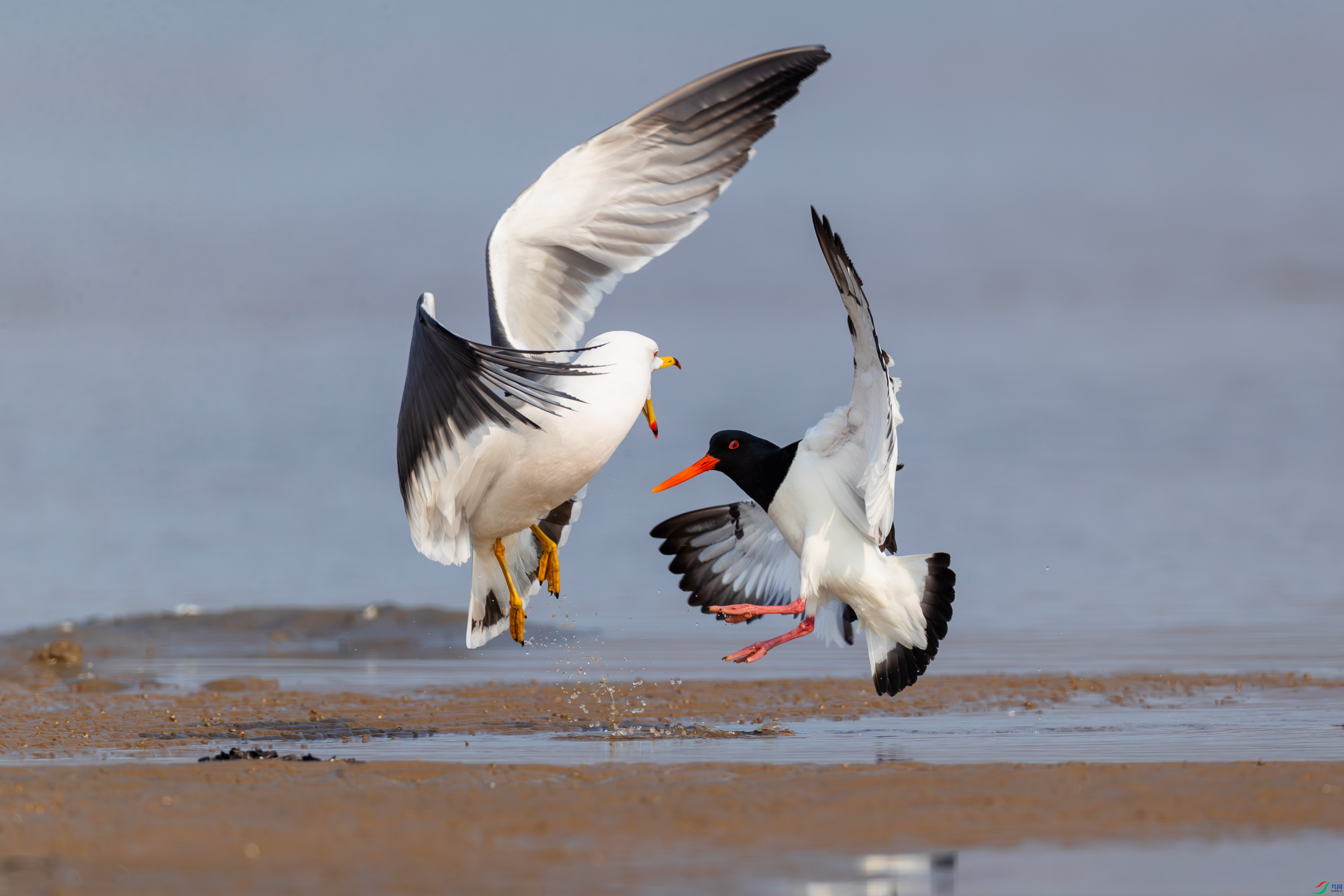 A40I5966-1��.jpg