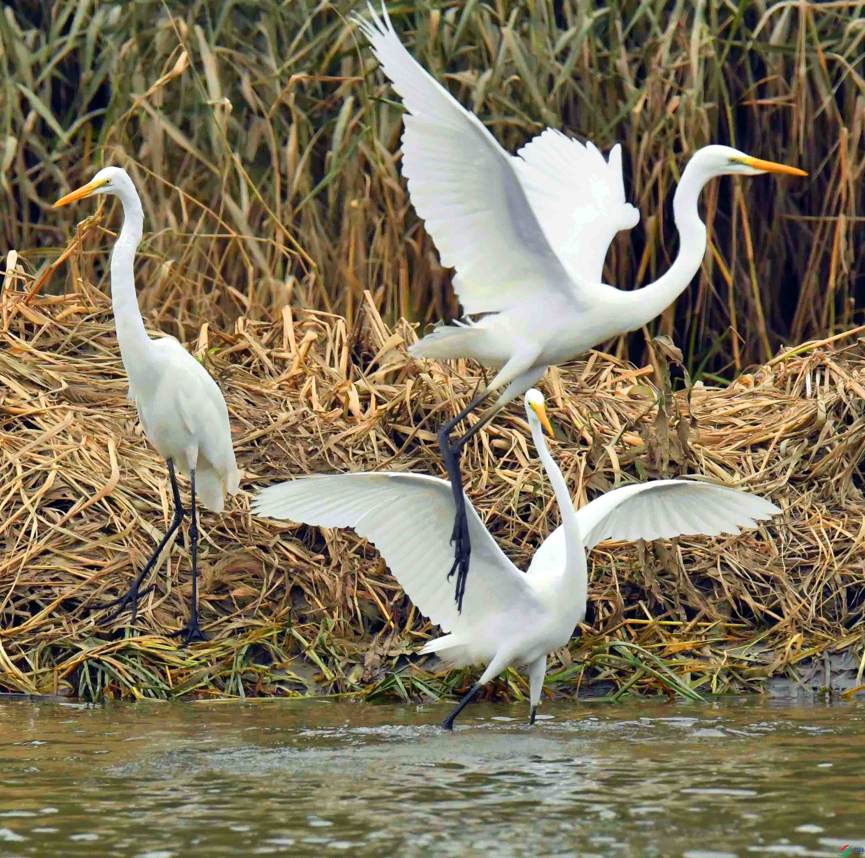 DSC_9056.JPG