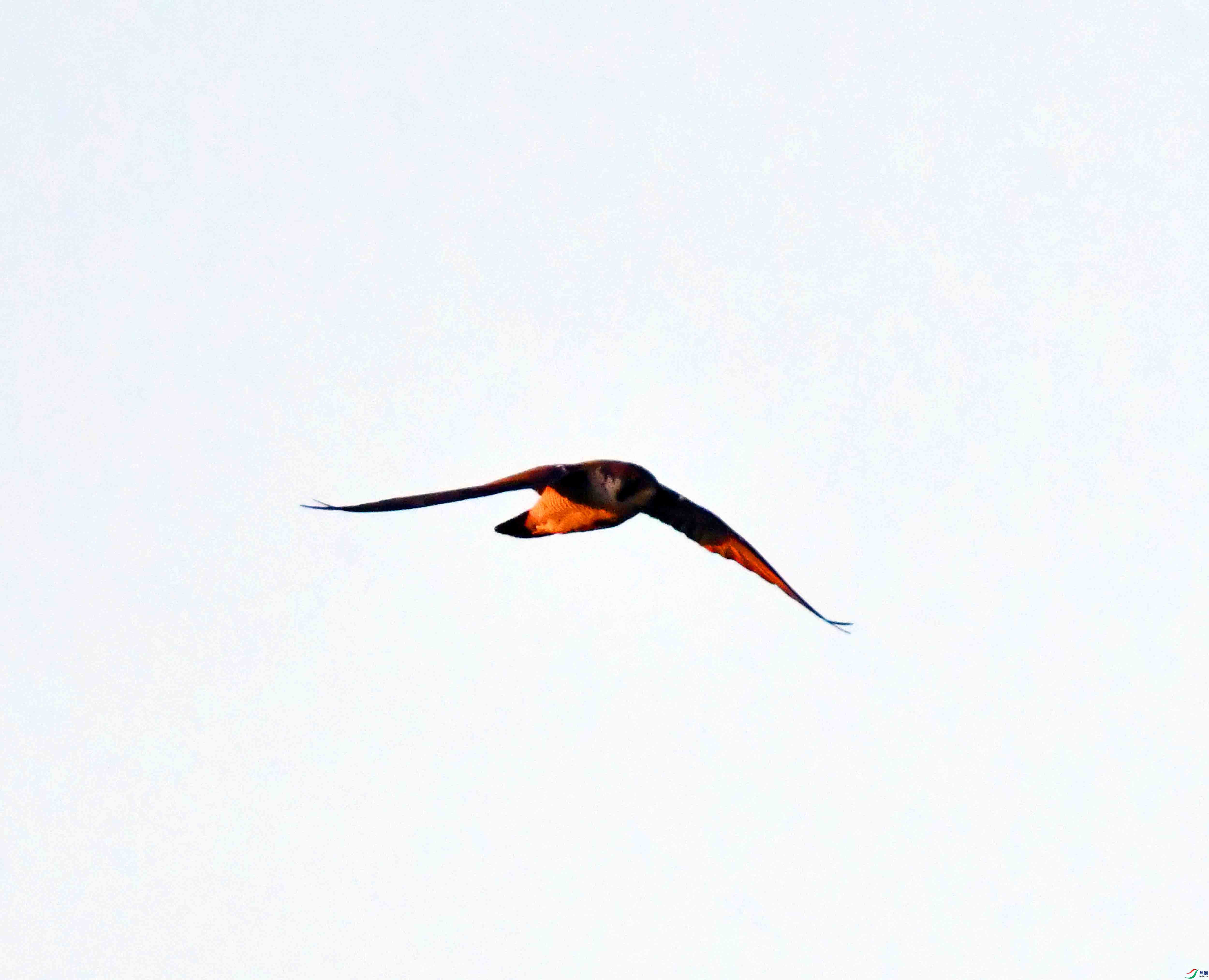 DSC_2377.JPG