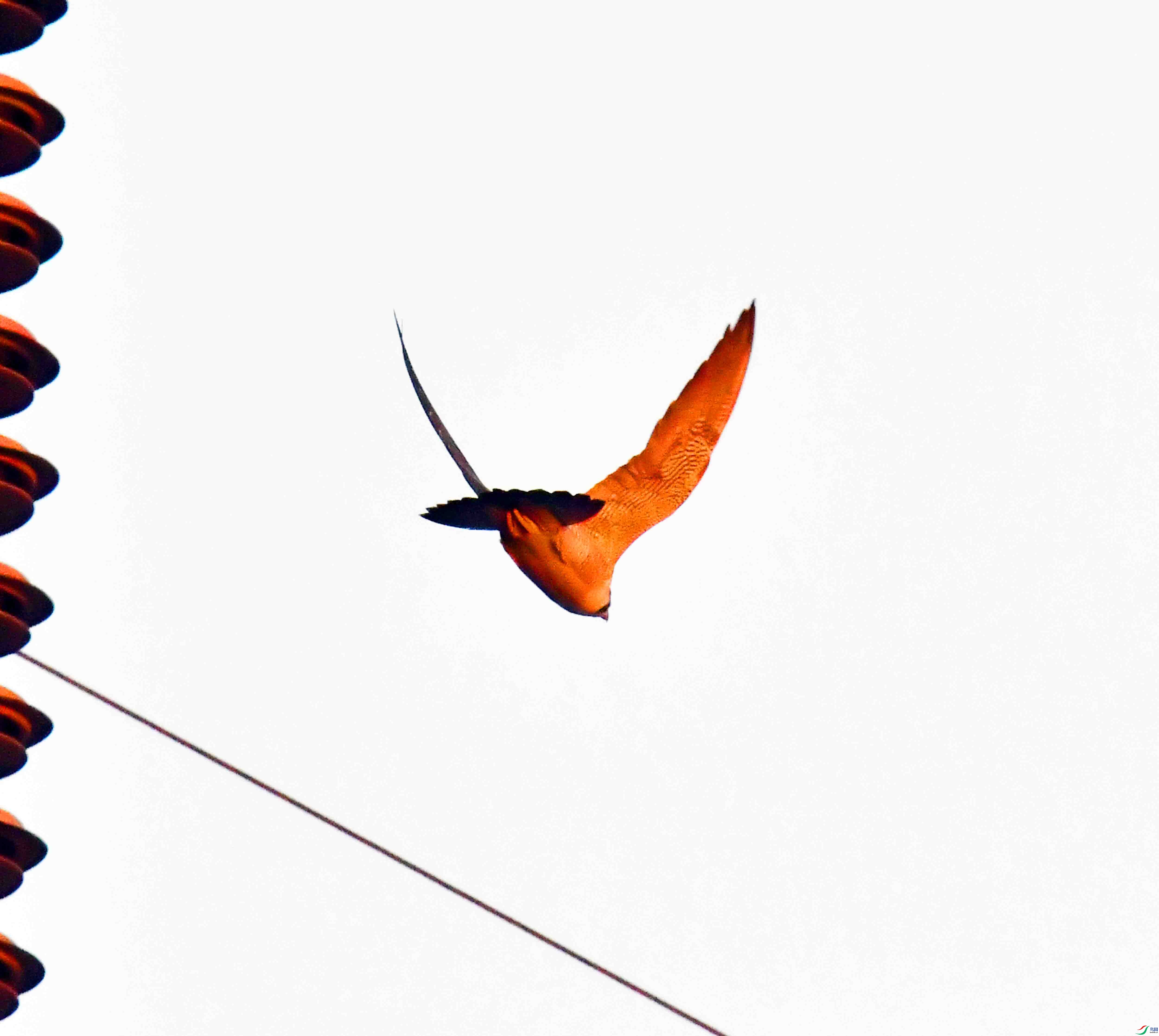 DSC_2989.JPG