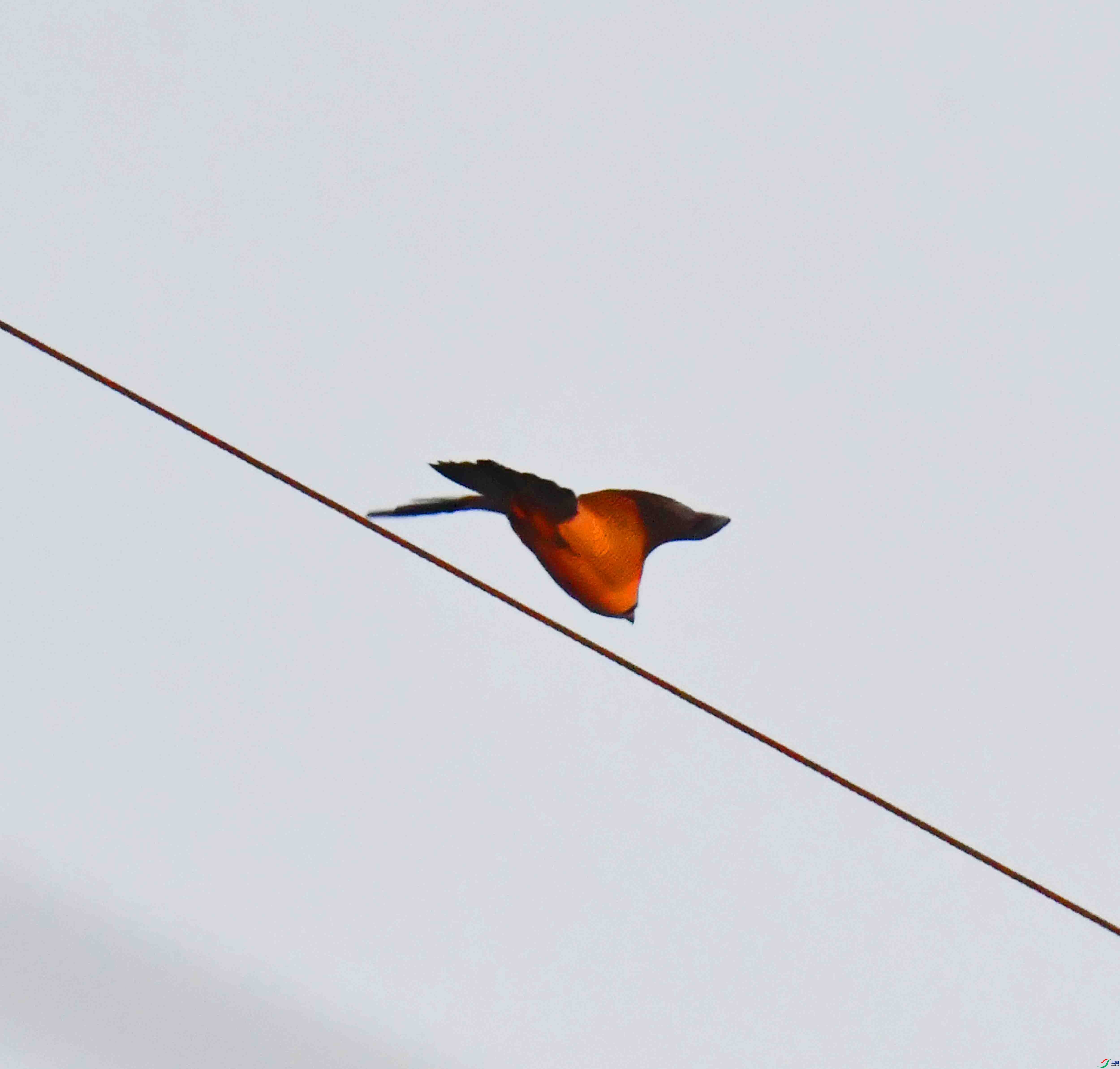 DSC_2990.JPG