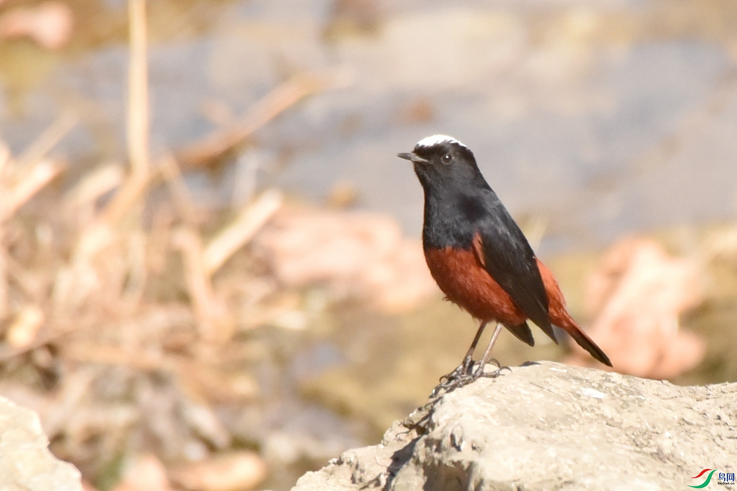DSC_9589.JPG