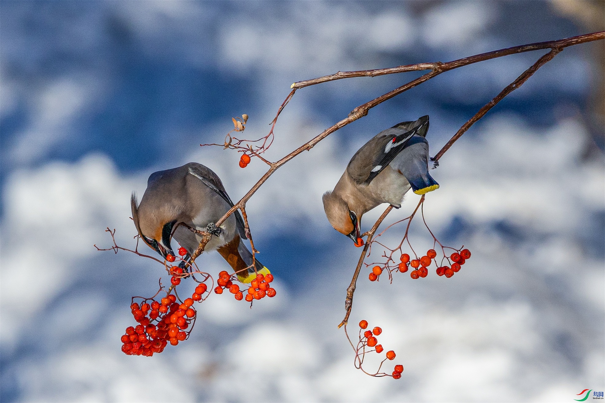 1K3A3615 ����1.jpg