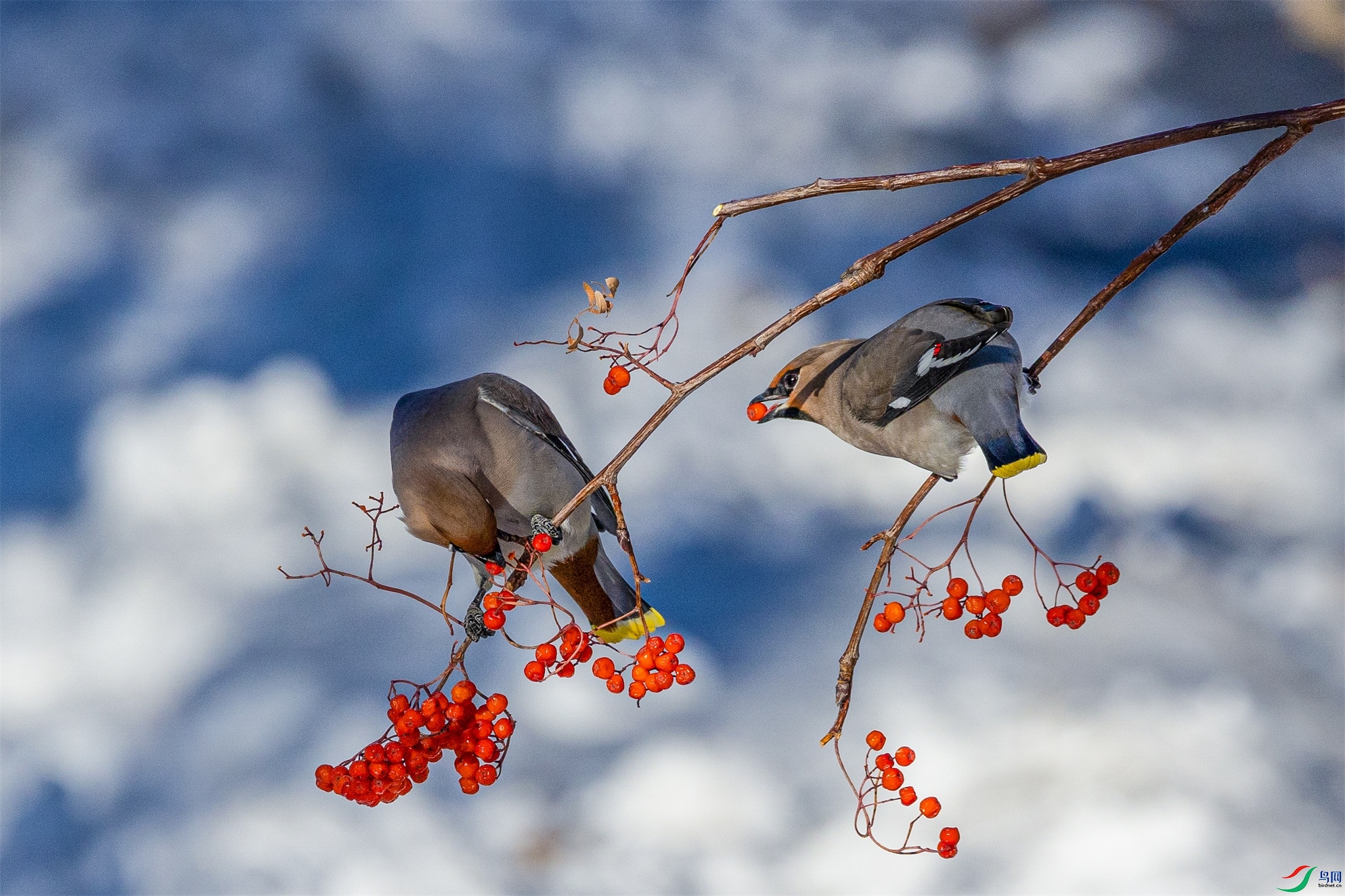 1K3A3617 ����1.jpg