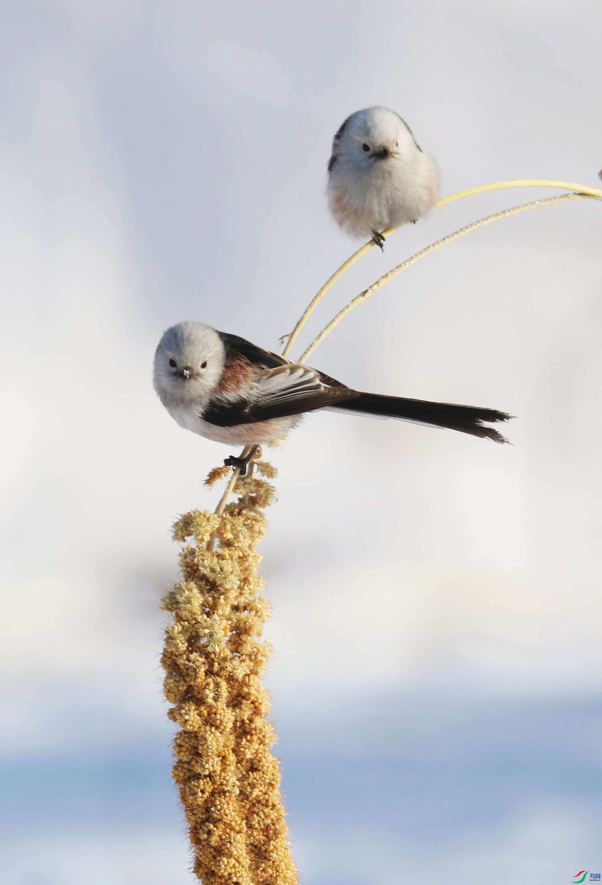 0G1A0414 ����.jpg