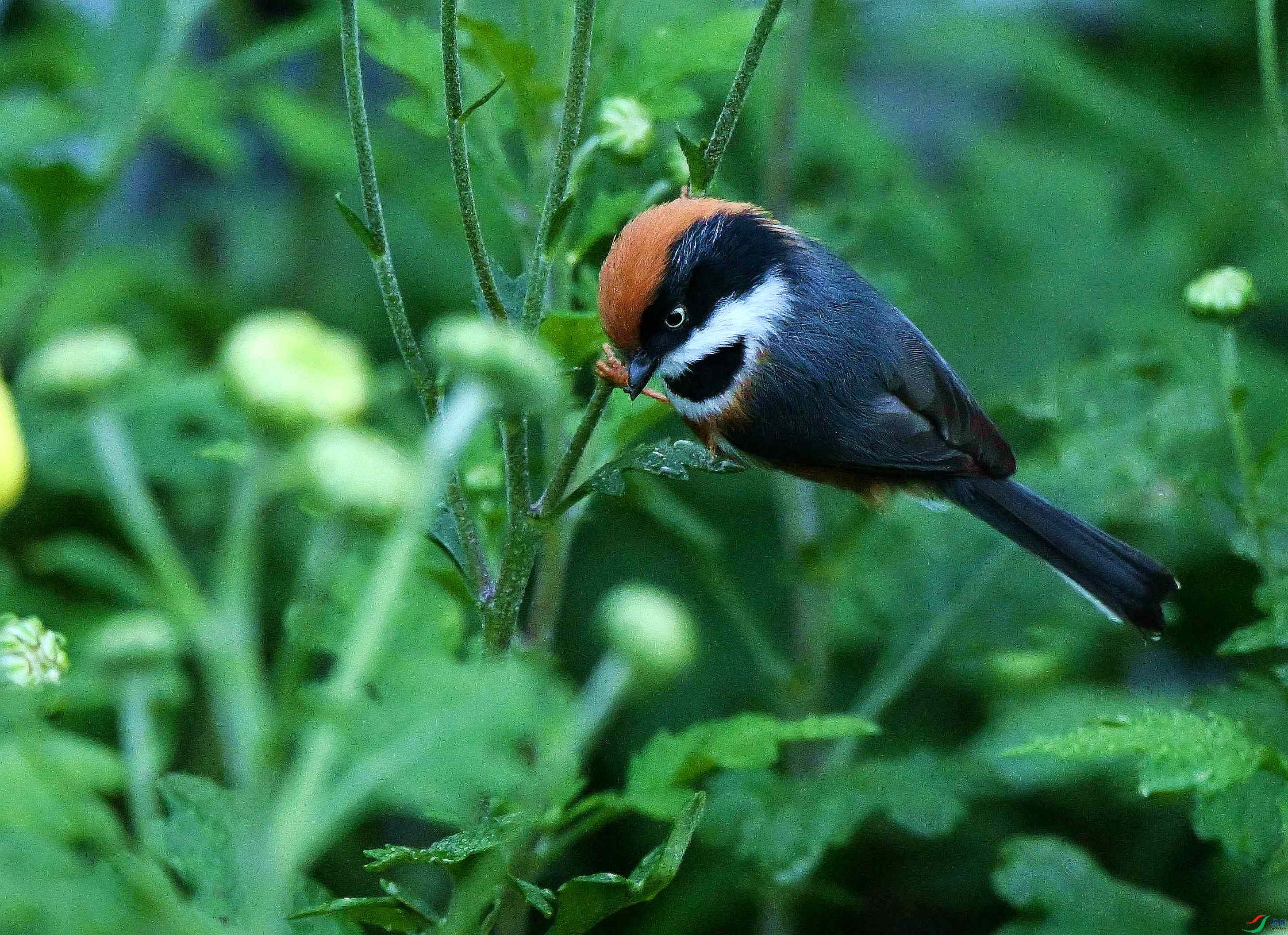 DSC_3464.jpg