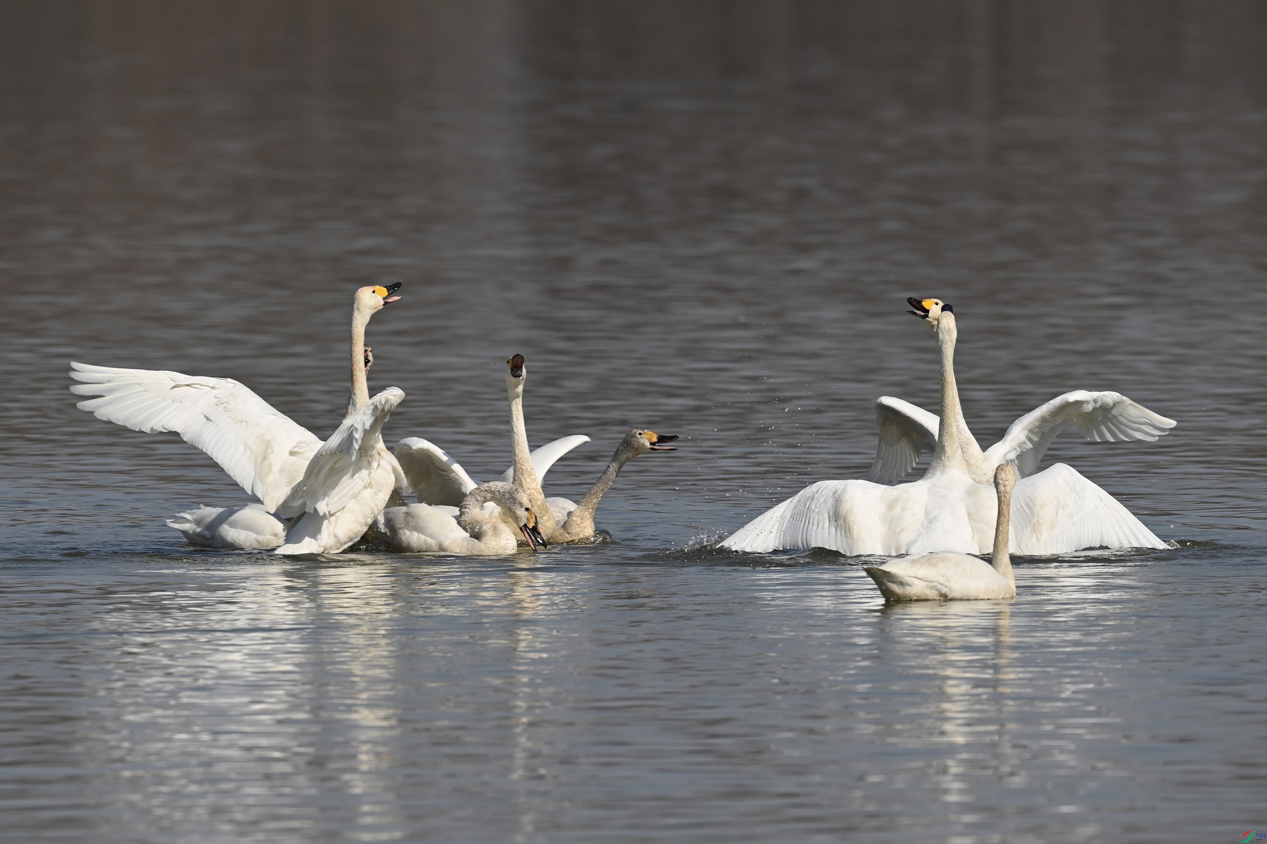 DSC_9543 ����.jpg