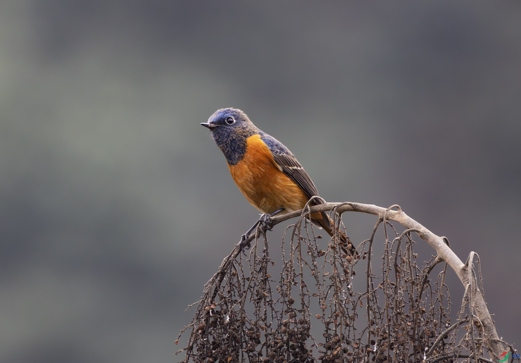 2I1A6972-����ǿ-NR ����.jpg