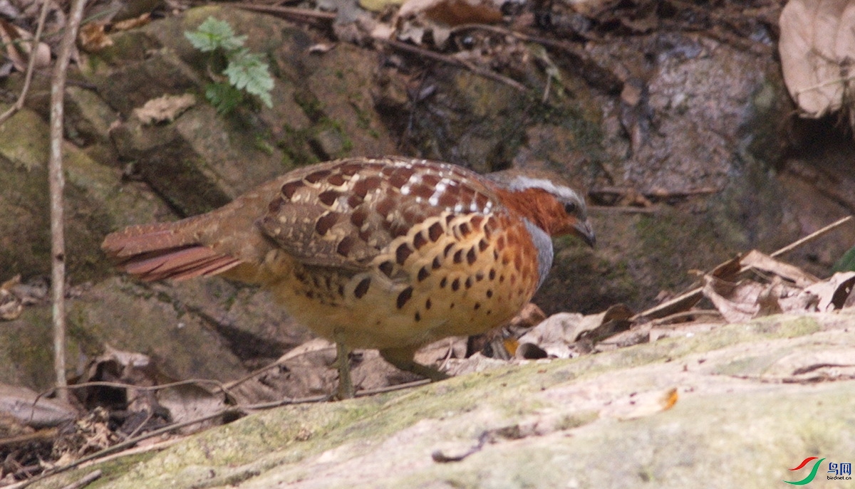 DSC_7476x_������С.jpg