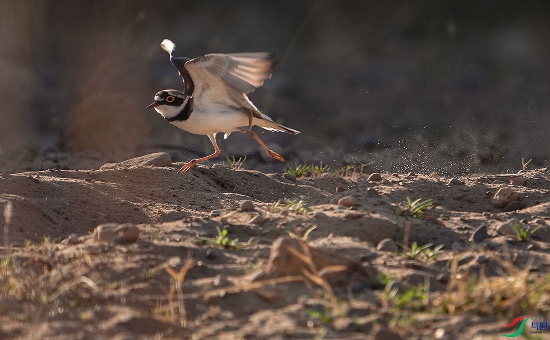 DSC00500 ����.jpg