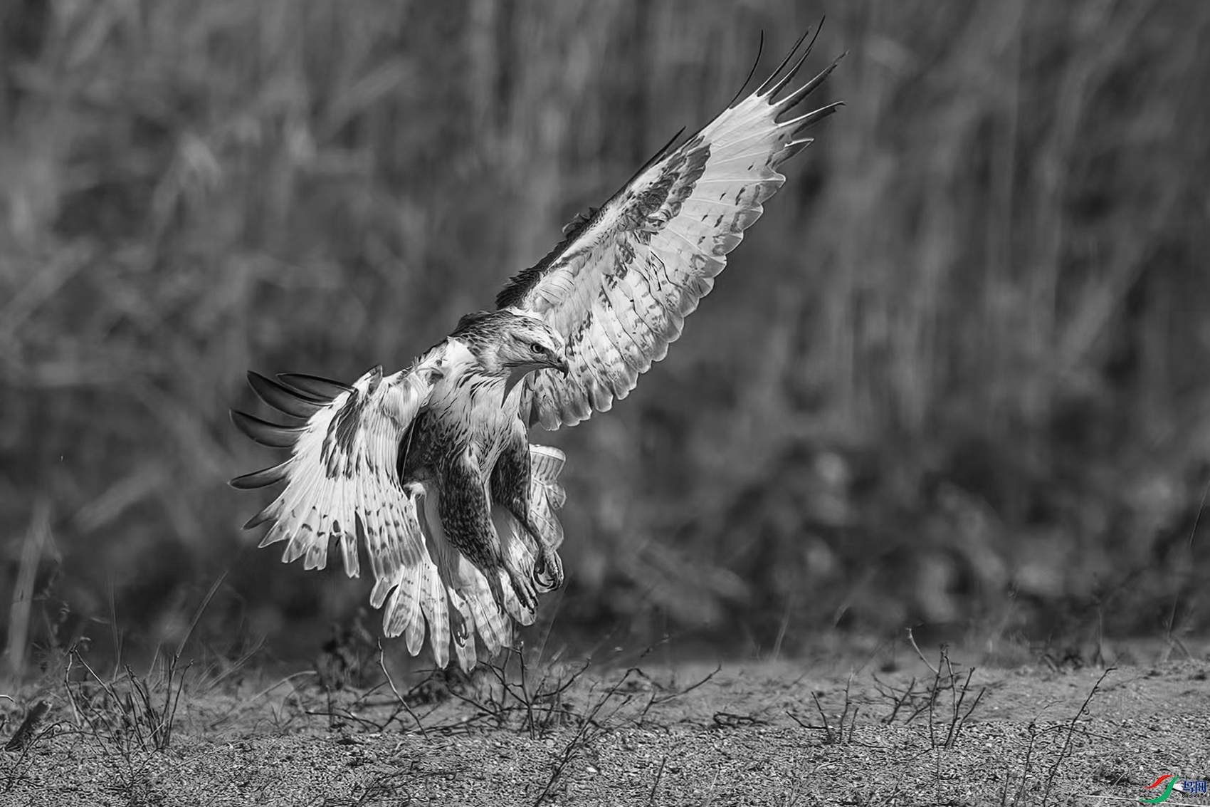 DSC_8269-20241223�� .jpg