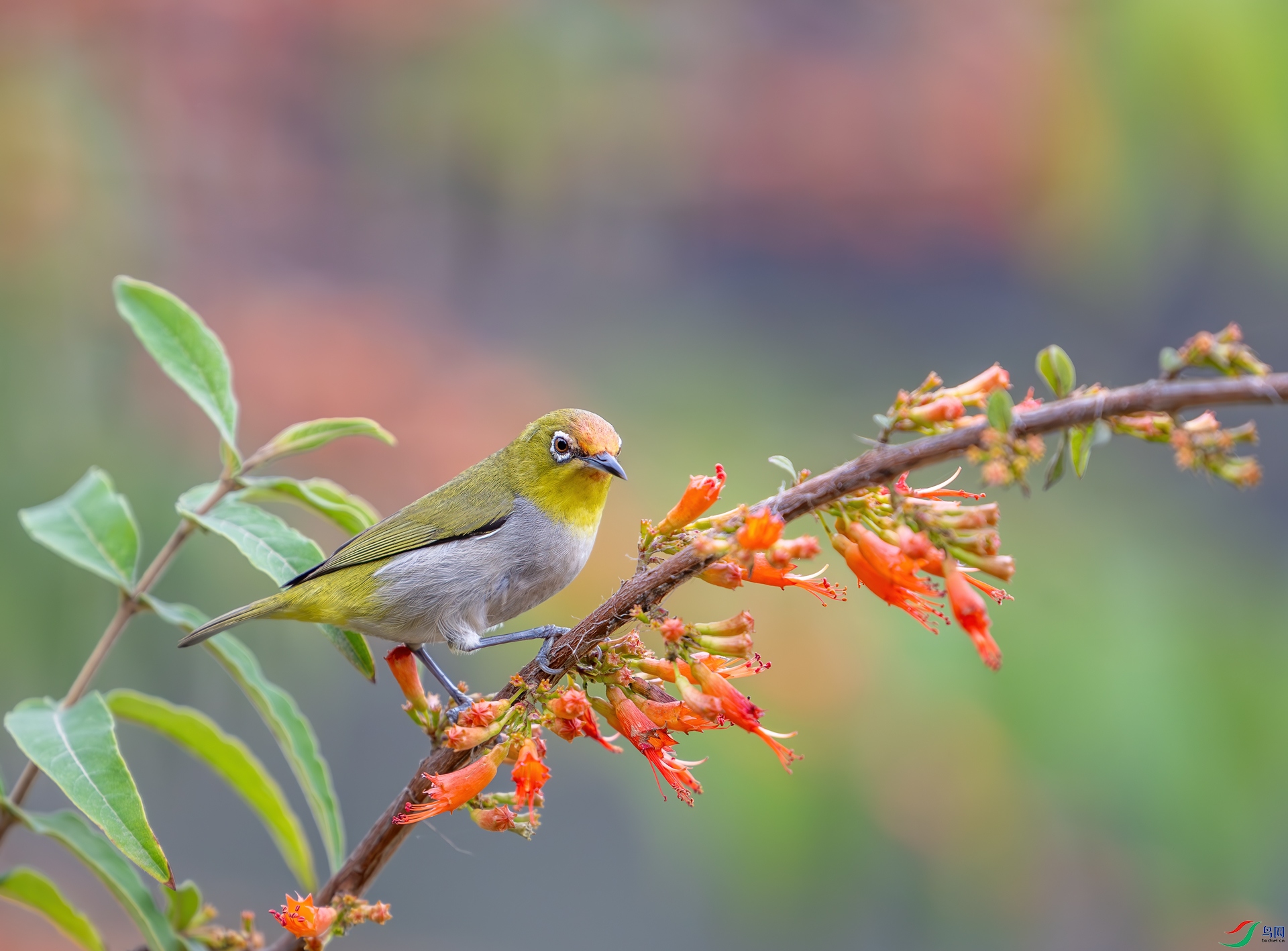 DSC_9165-1.jpg