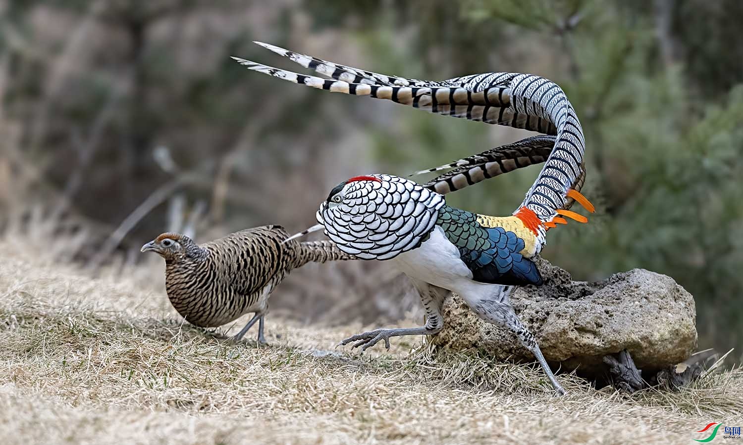 DSC_7557 ����.jpg