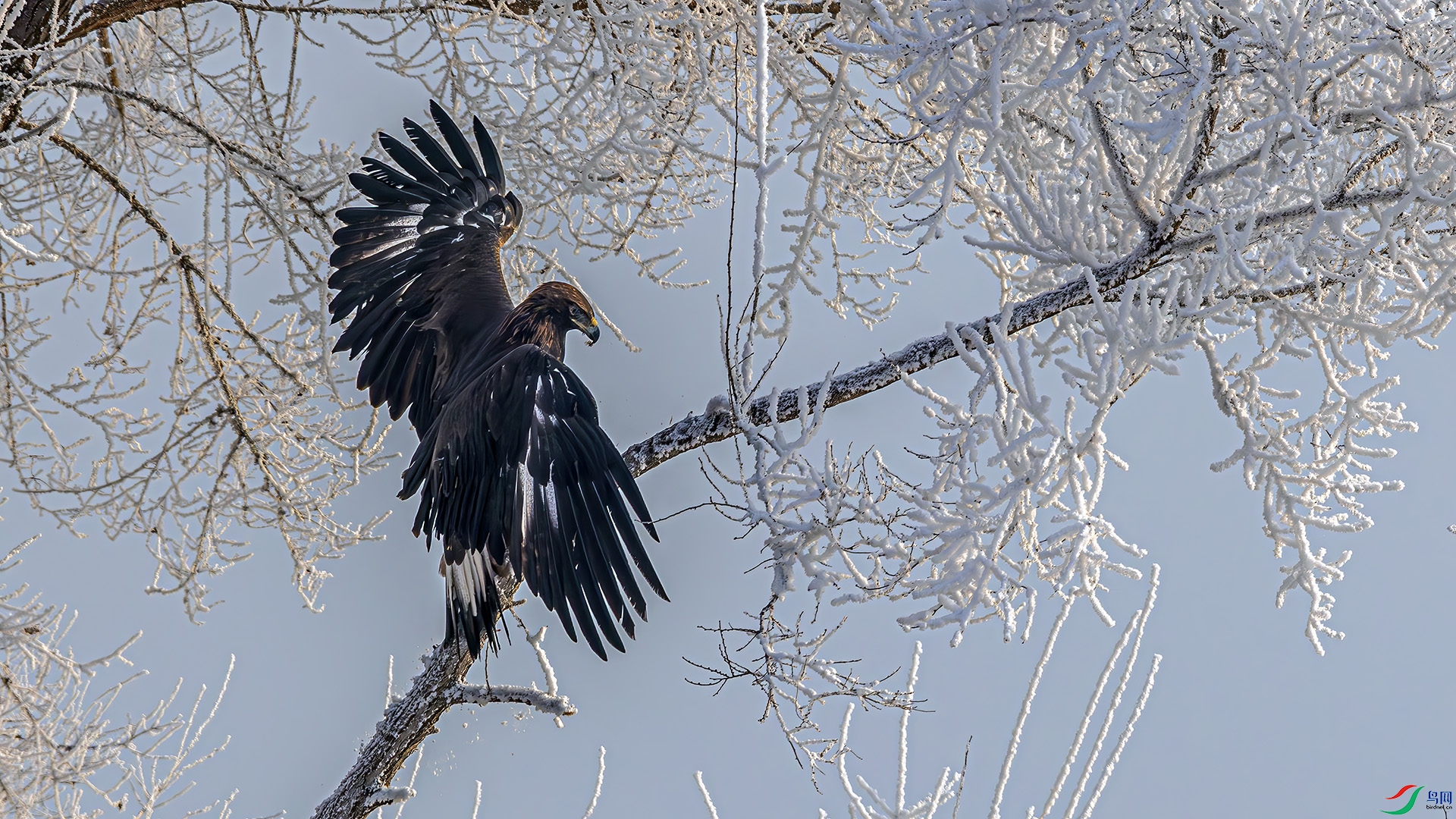 256A0217-����ǿ-NR ����.jpg