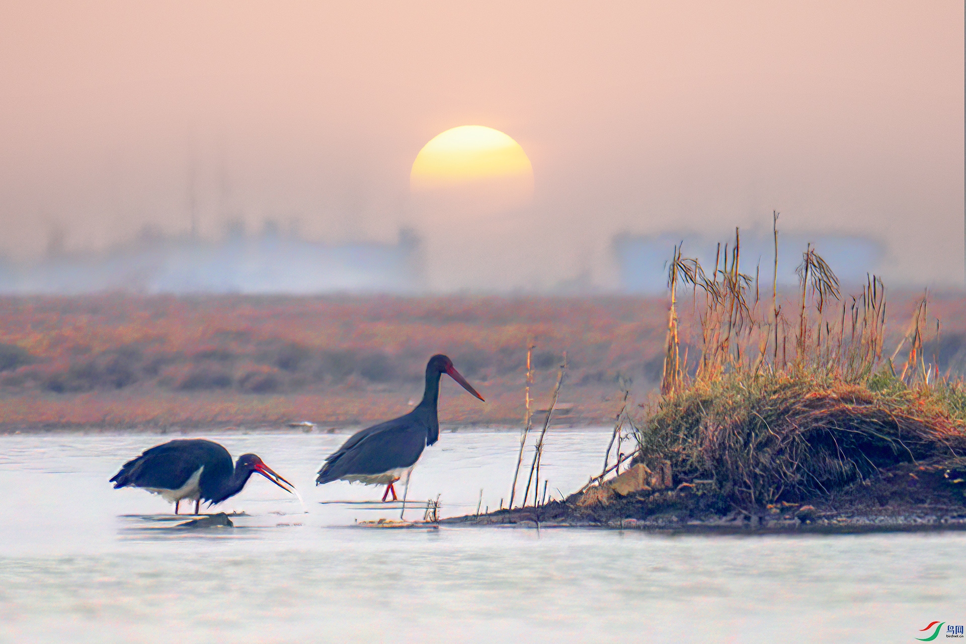 407A1092-Sha---1 .jpg