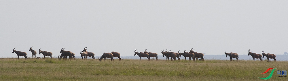 �������� ����.jpg