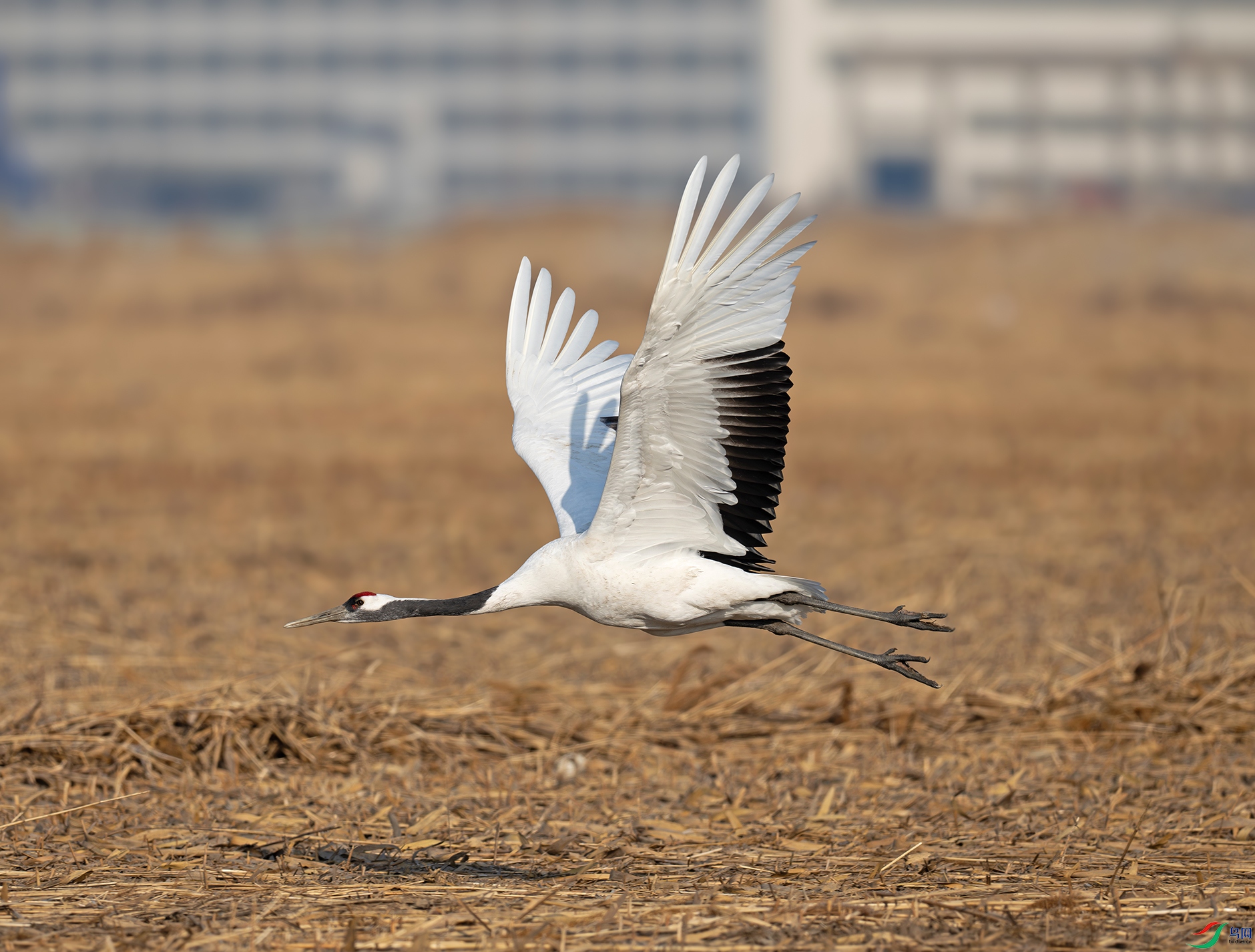 DSC_3970d.jpg