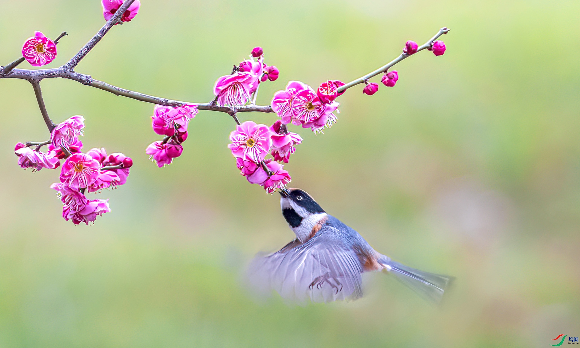 060A0139 ����-Sh---1 .jpg