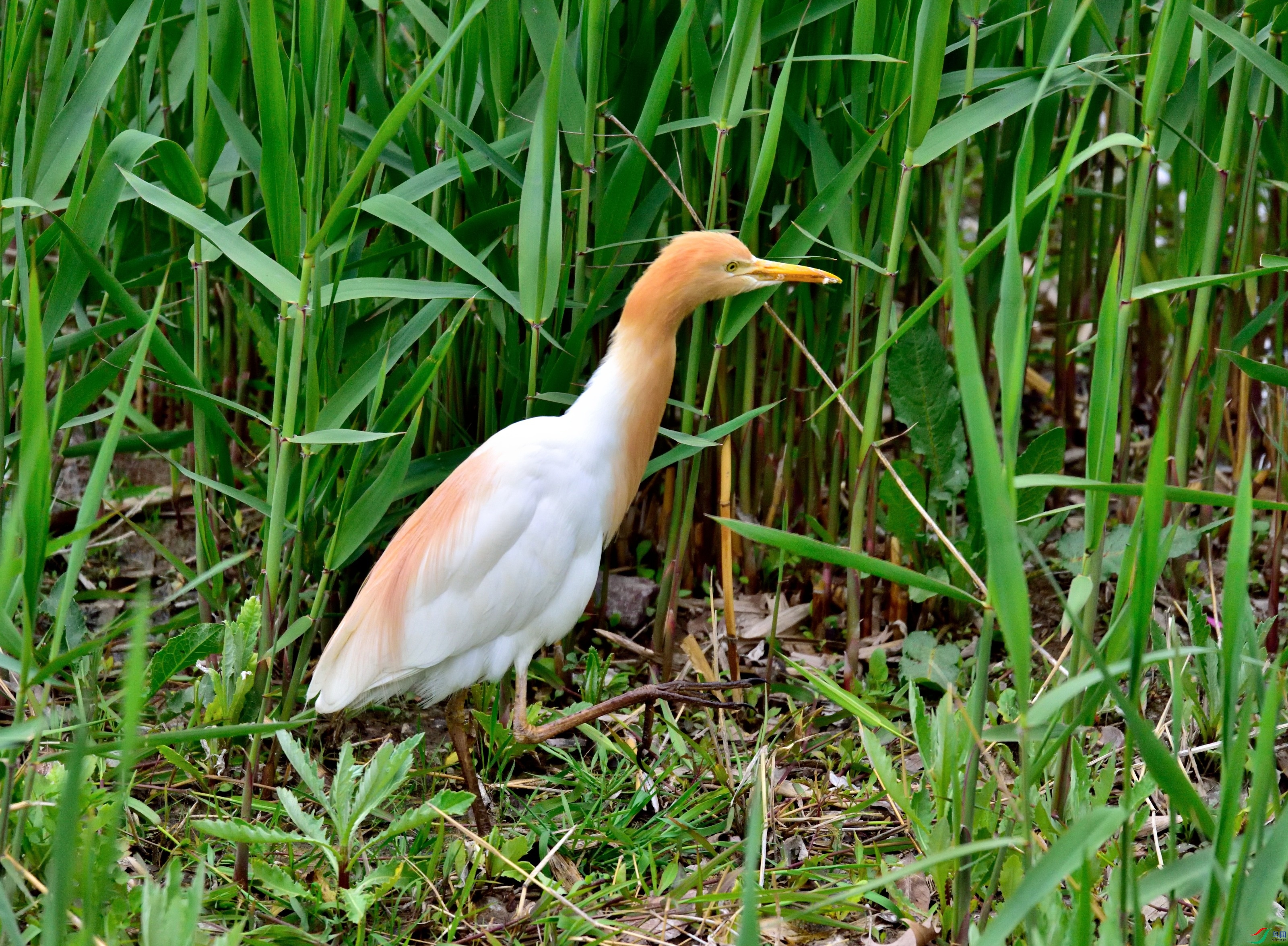 DSC_1136-2020-4-21_01.JPG