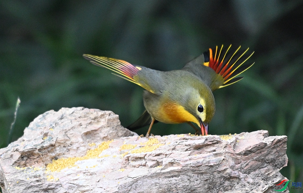 DSC_5016 - ����.JPG