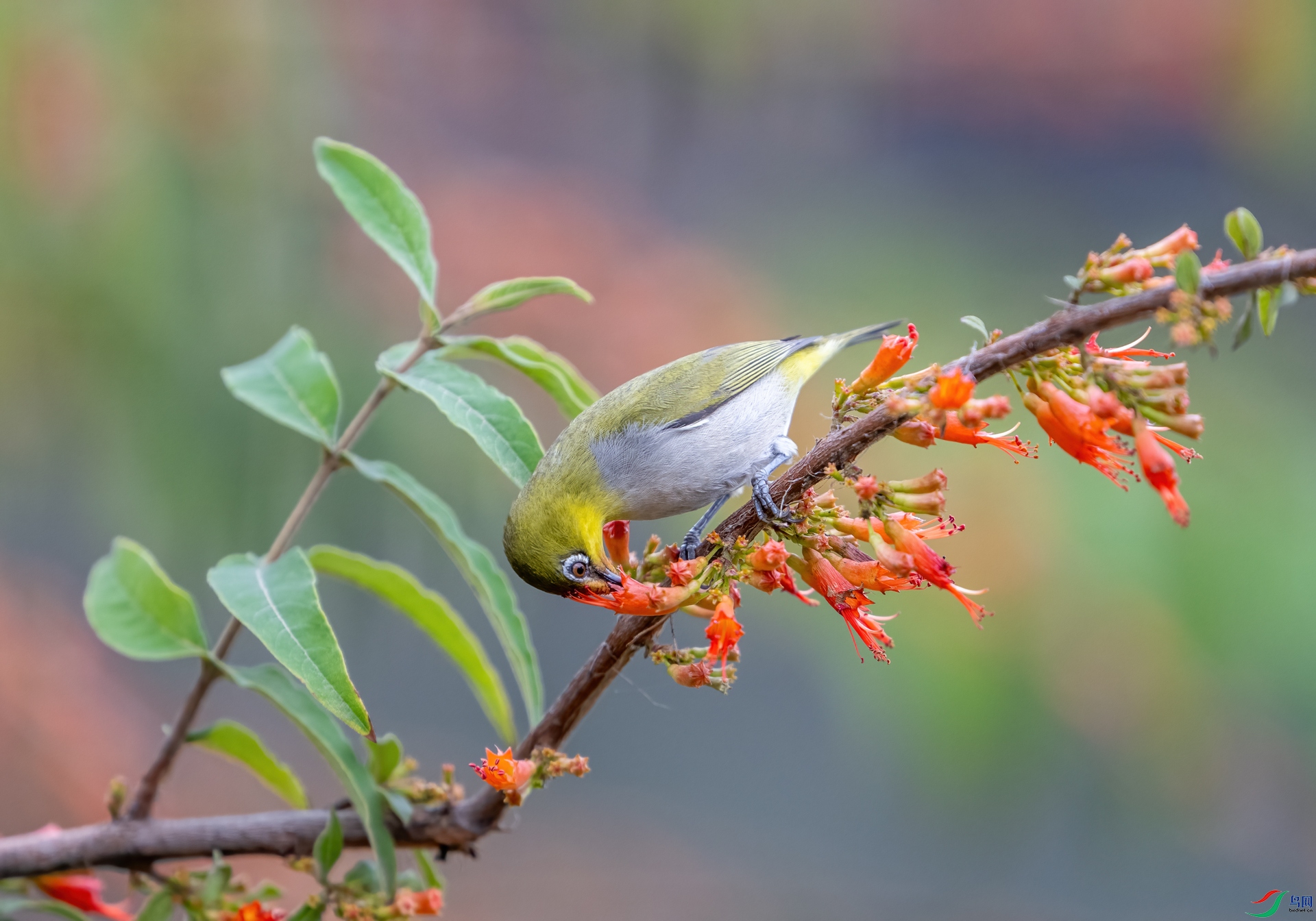 DSC_9180-1.jpg